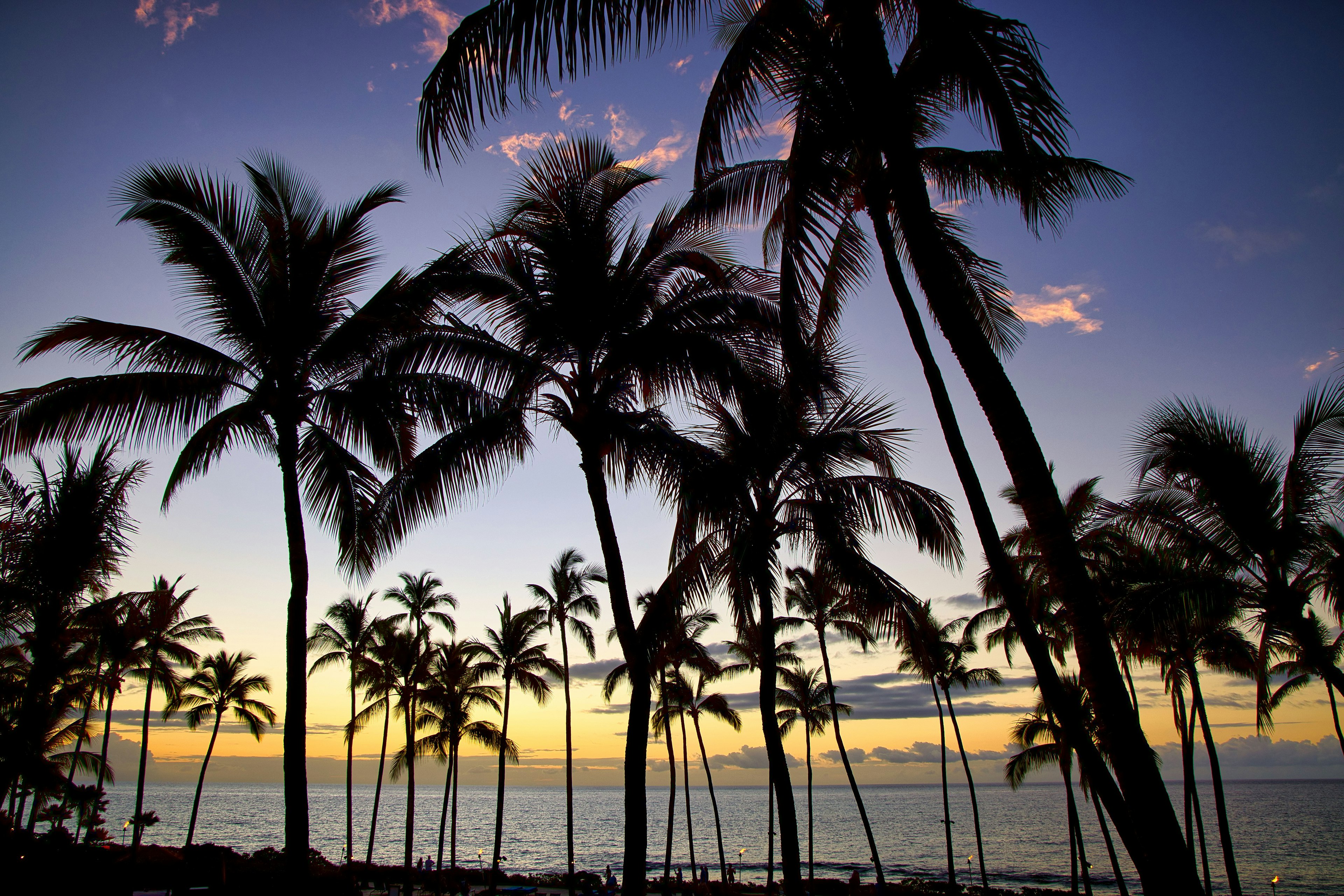 Silhouetted palm trees against a vibrant sunset over the ocean