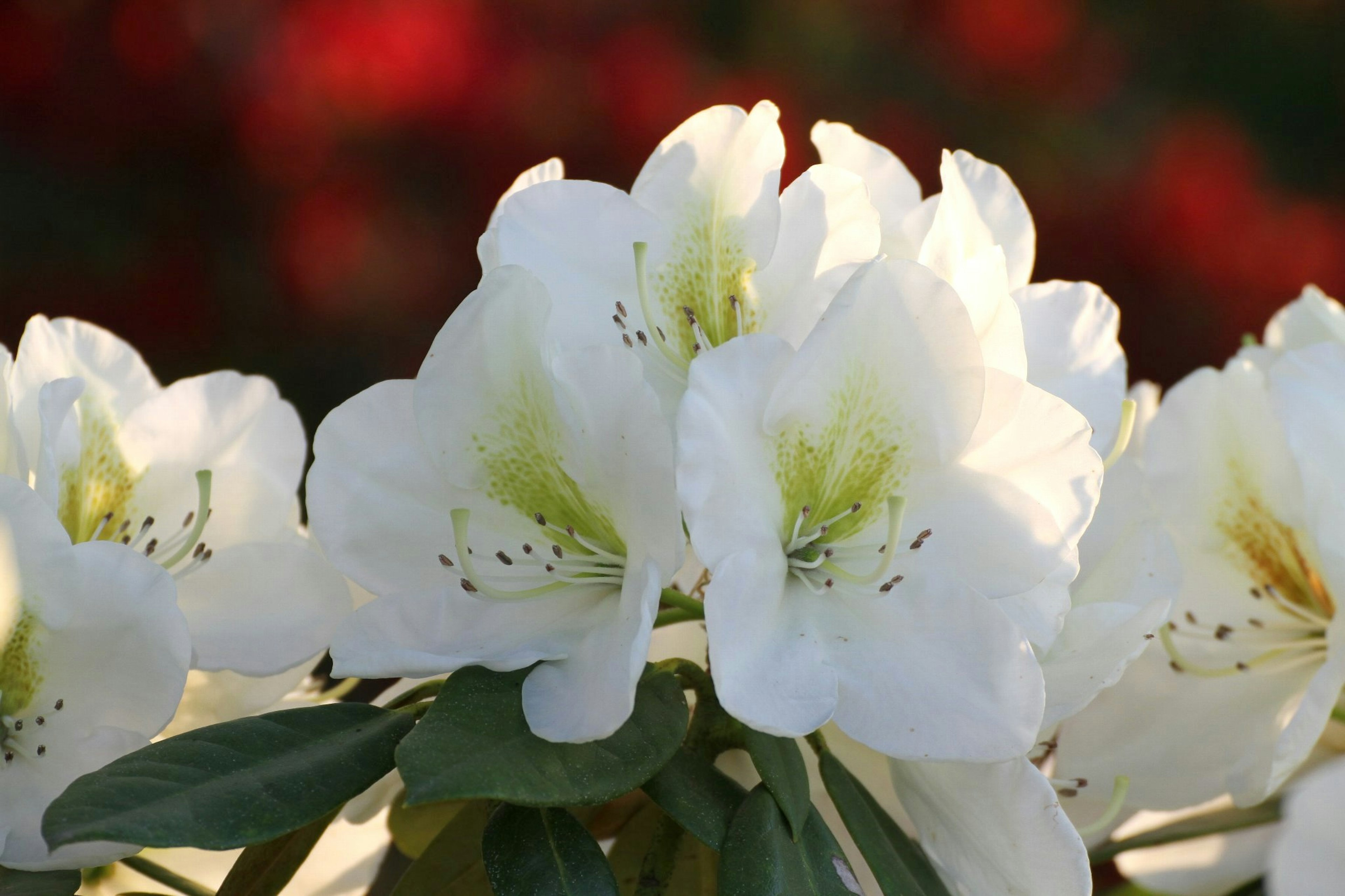 Flores de azalea blancas floreciendo con un fondo vibrante