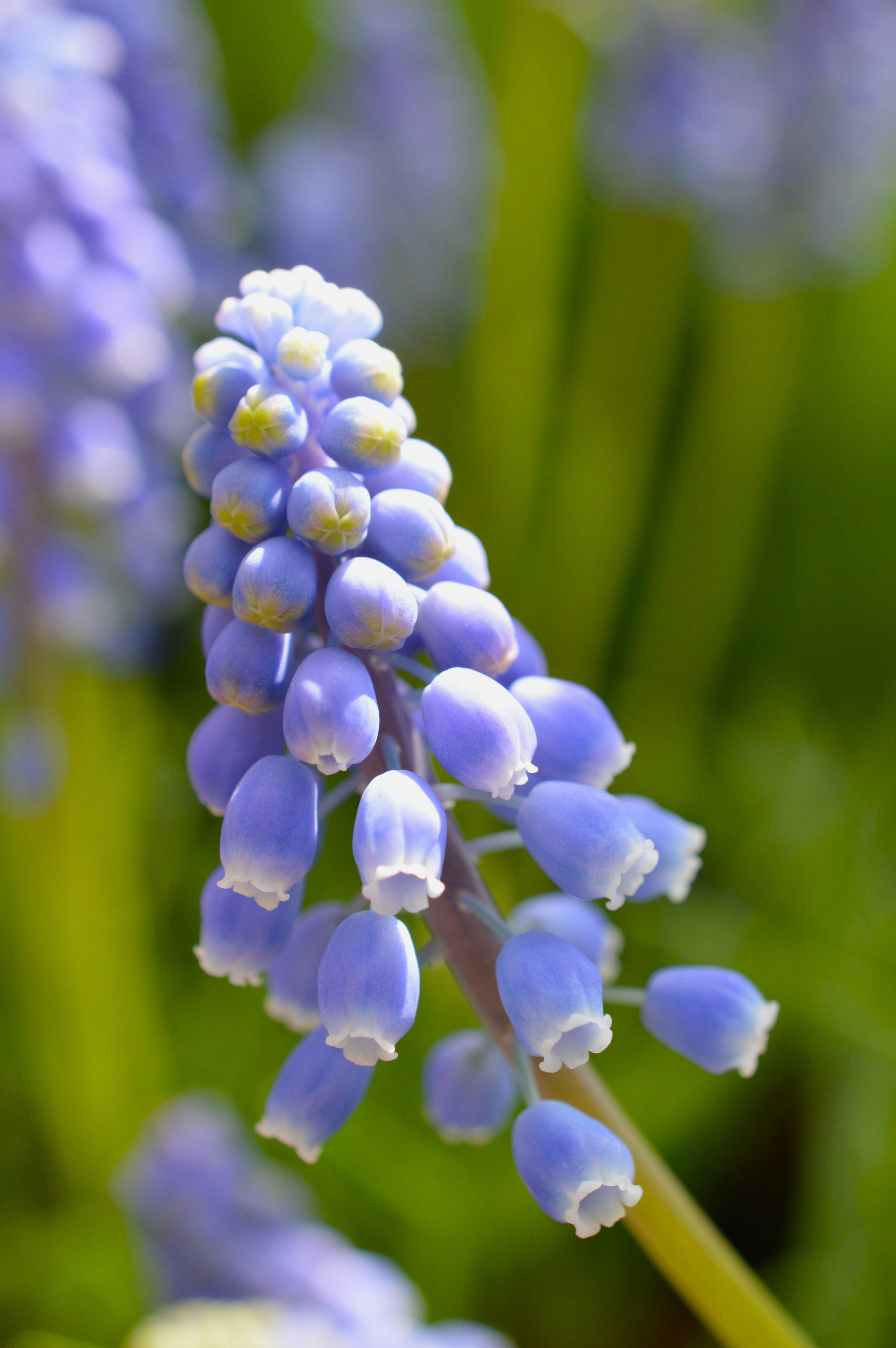 Kedekatan bunga Muscari biru-ungu yang mekar