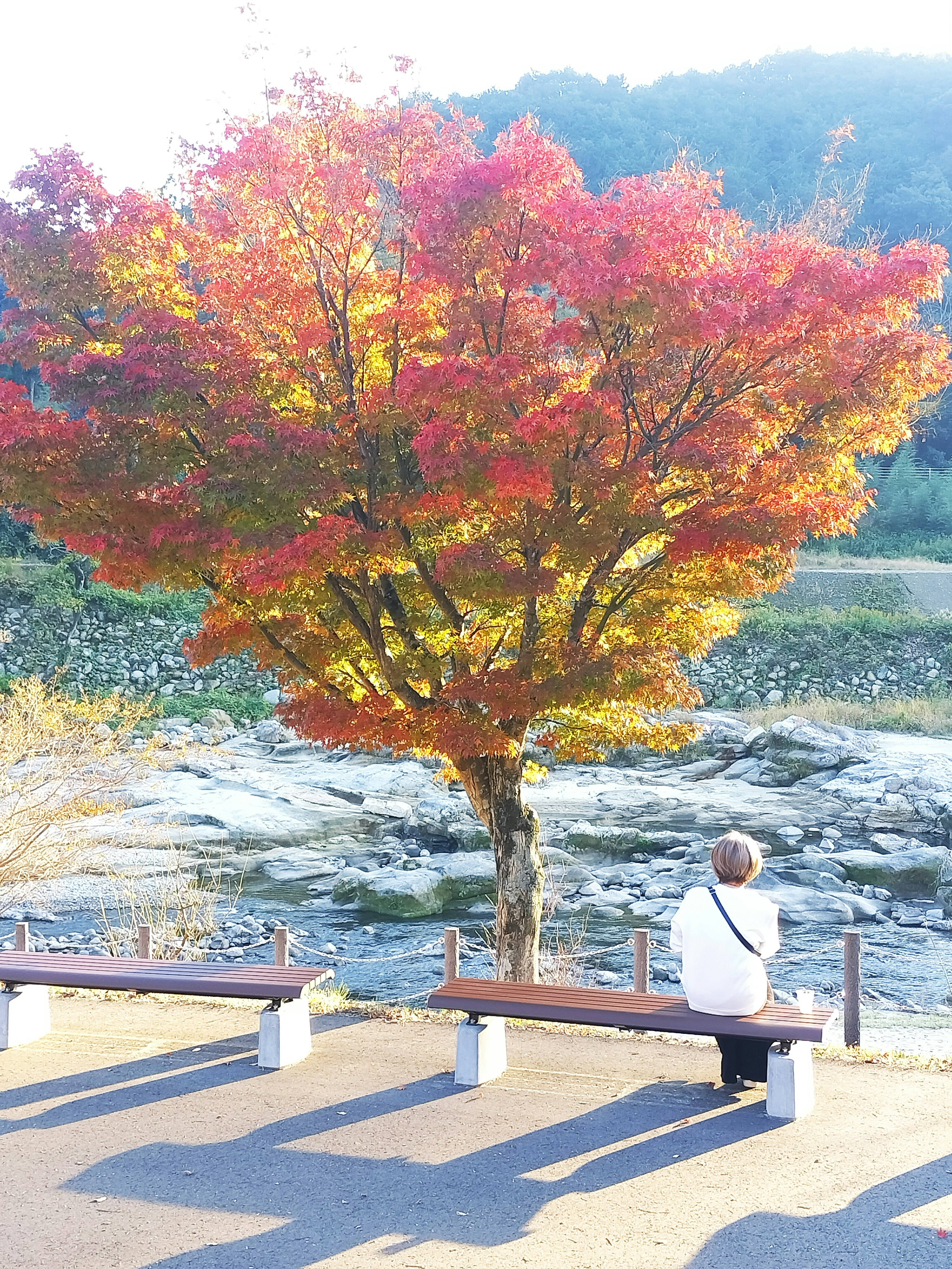 Une personne assise sur un banc admirant un arbre d'automne vibrant au bord d'une rivière