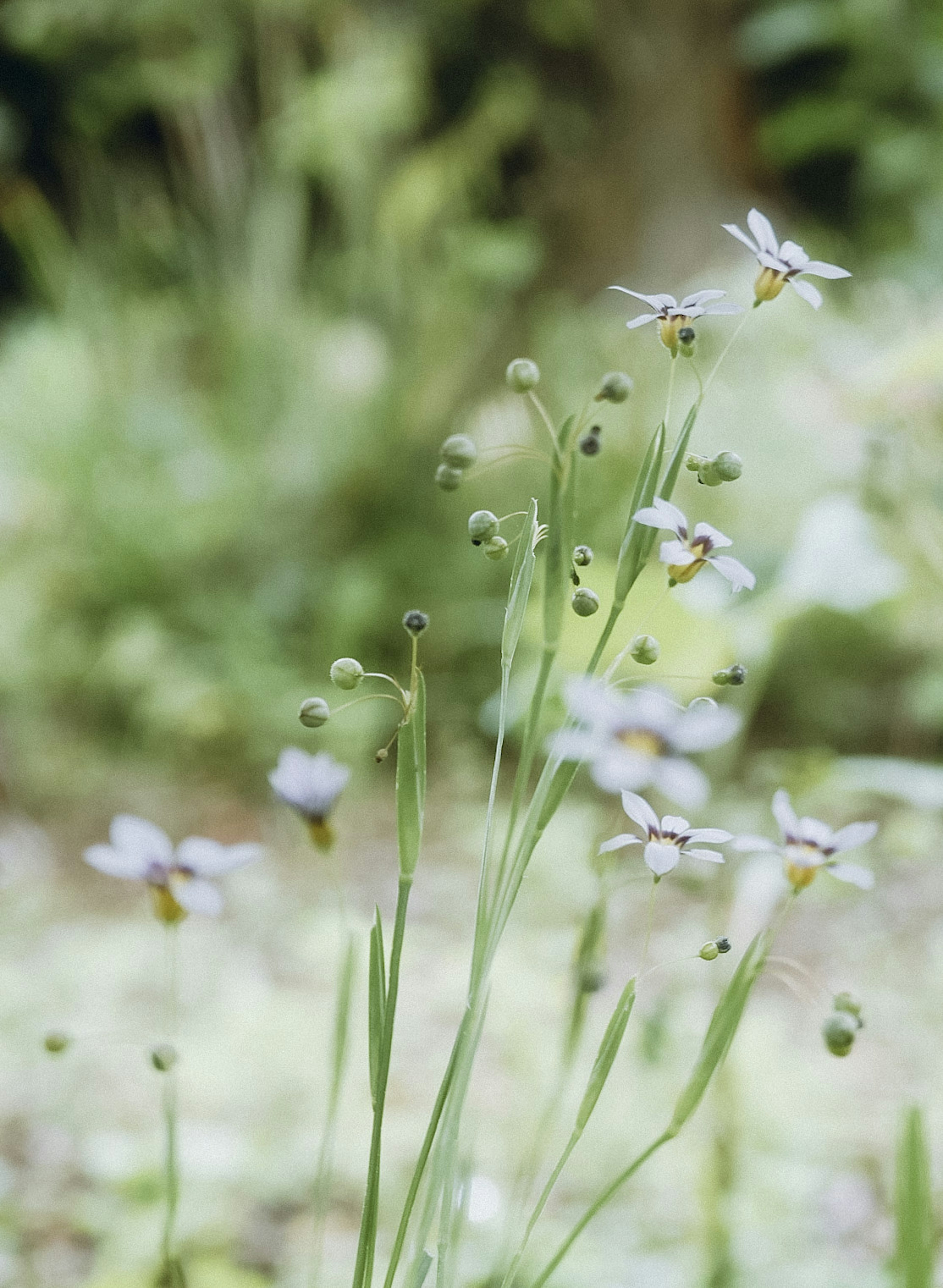 Acercamiento de flores blancas delicadas con fondo verde