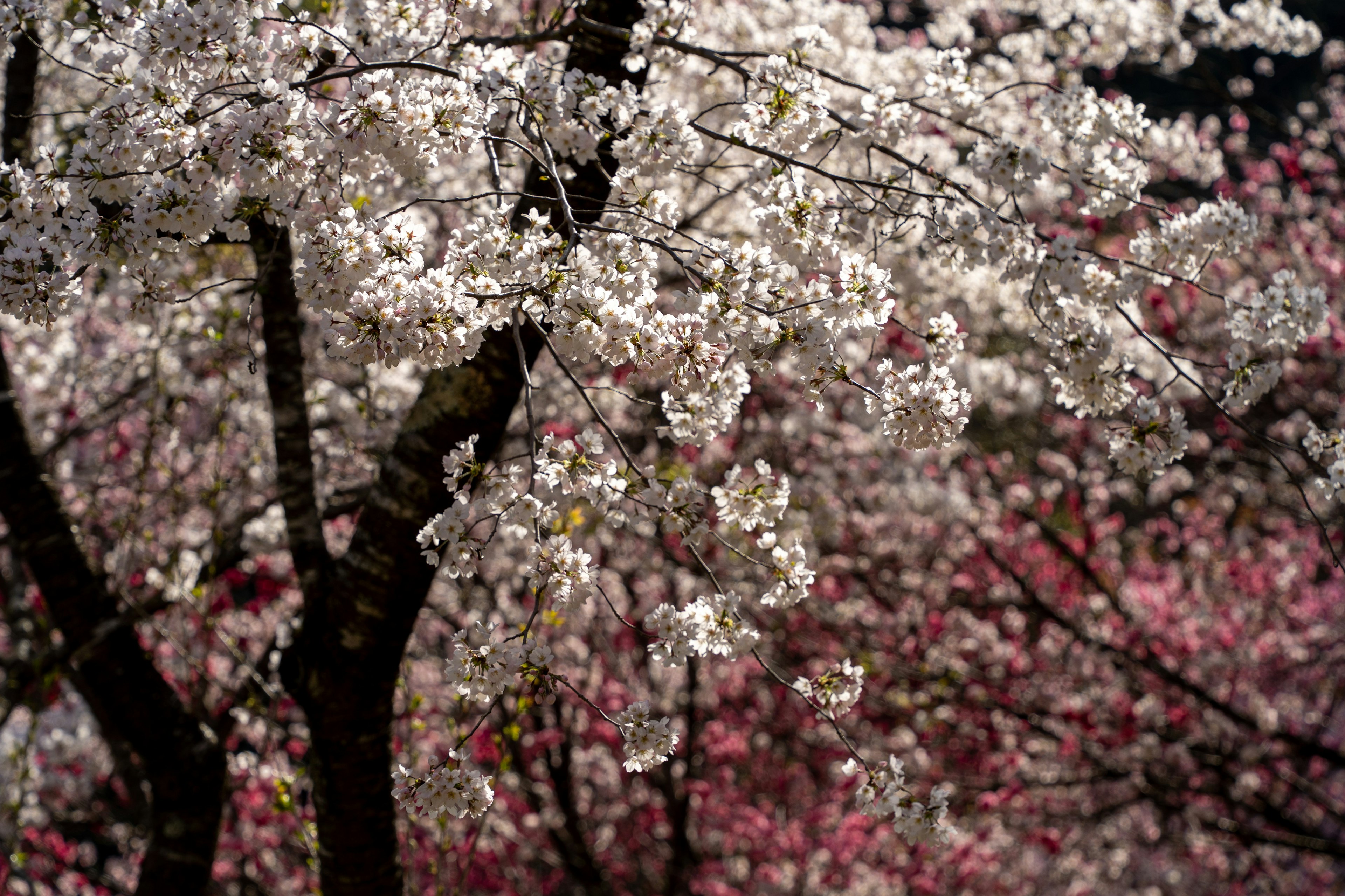 Árboles de cerezo con flores blancas en plena floración