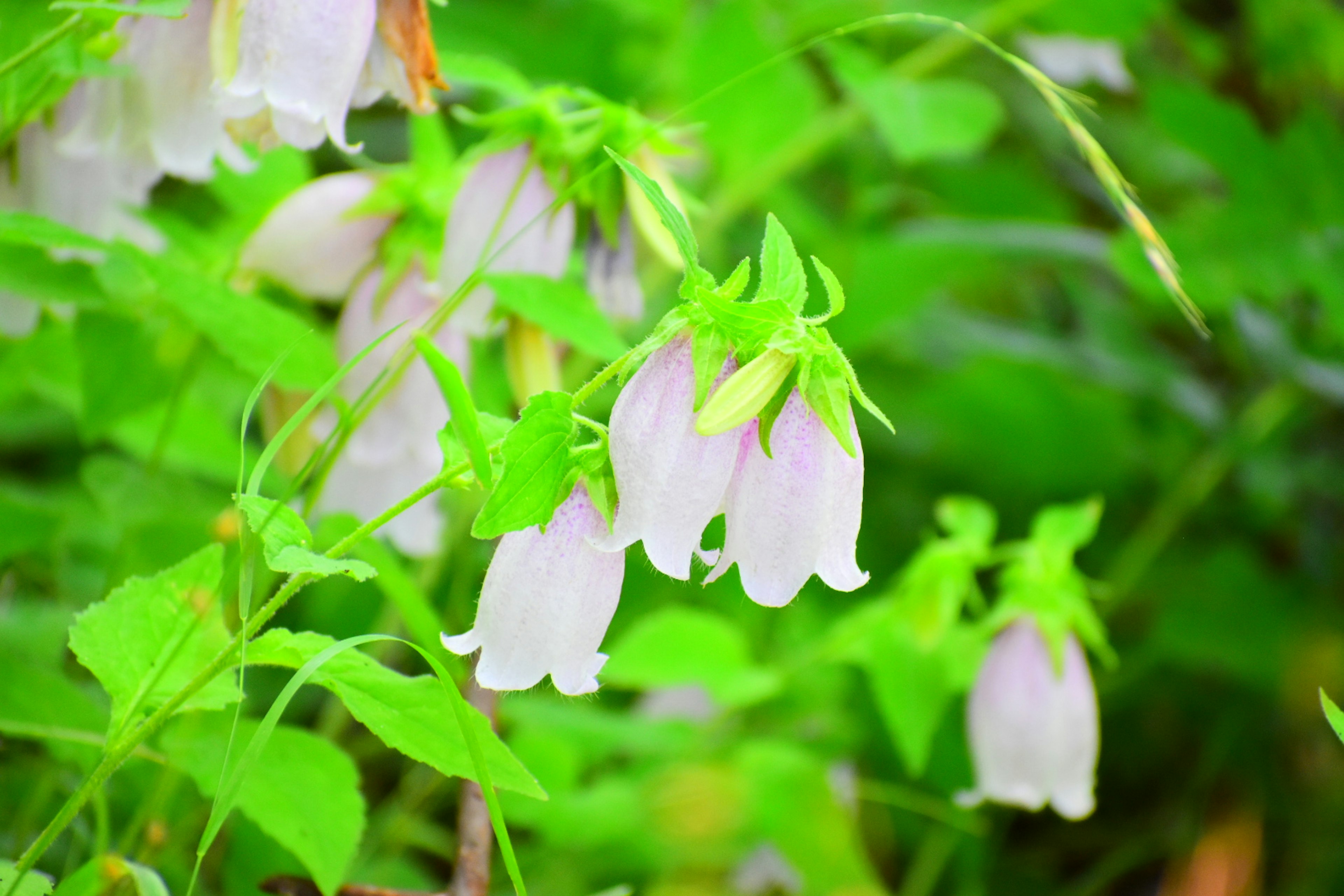 ดอกไม้รูปทรงระฆังสีม่วงอ่อนบนพื้นหลังสีเขียว