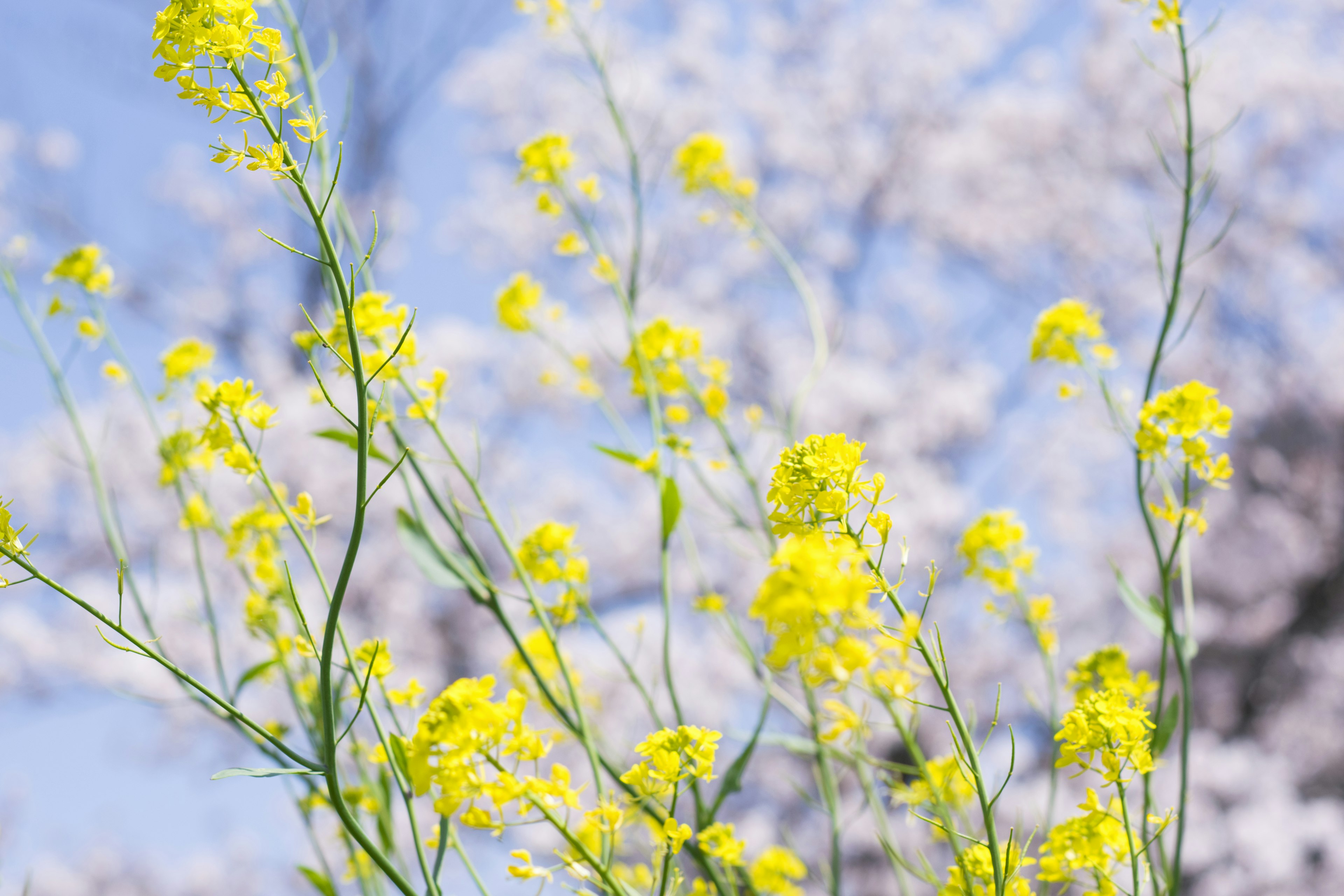 Gelbe Blumen blühen vor dem Hintergrund von Kirschblüten und blauem Himmel