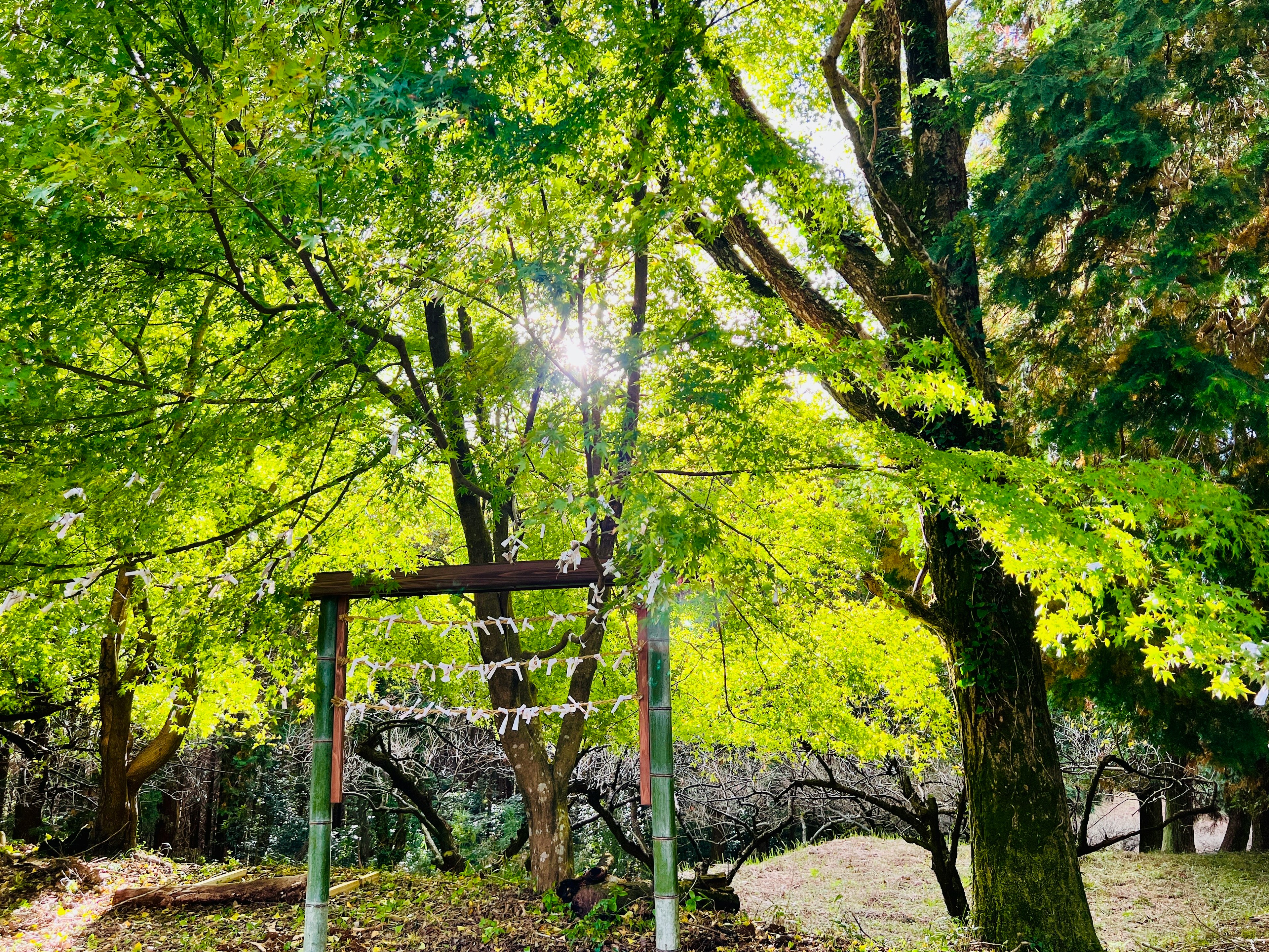 Ein Torii umgeben von üppigen grünen Bäumen und Sonnenlicht