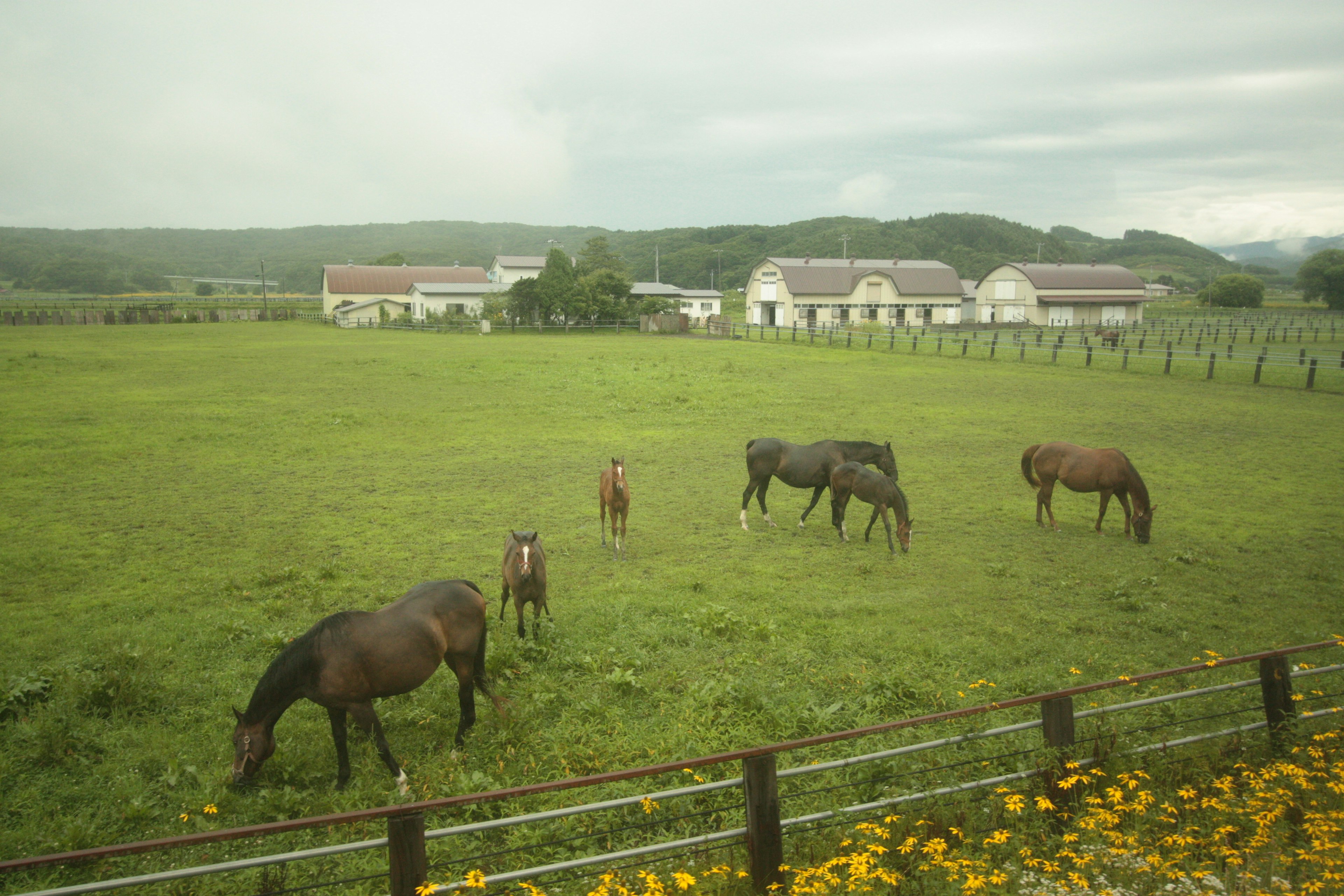 Horses grazing in a green pasture with a farm in the background