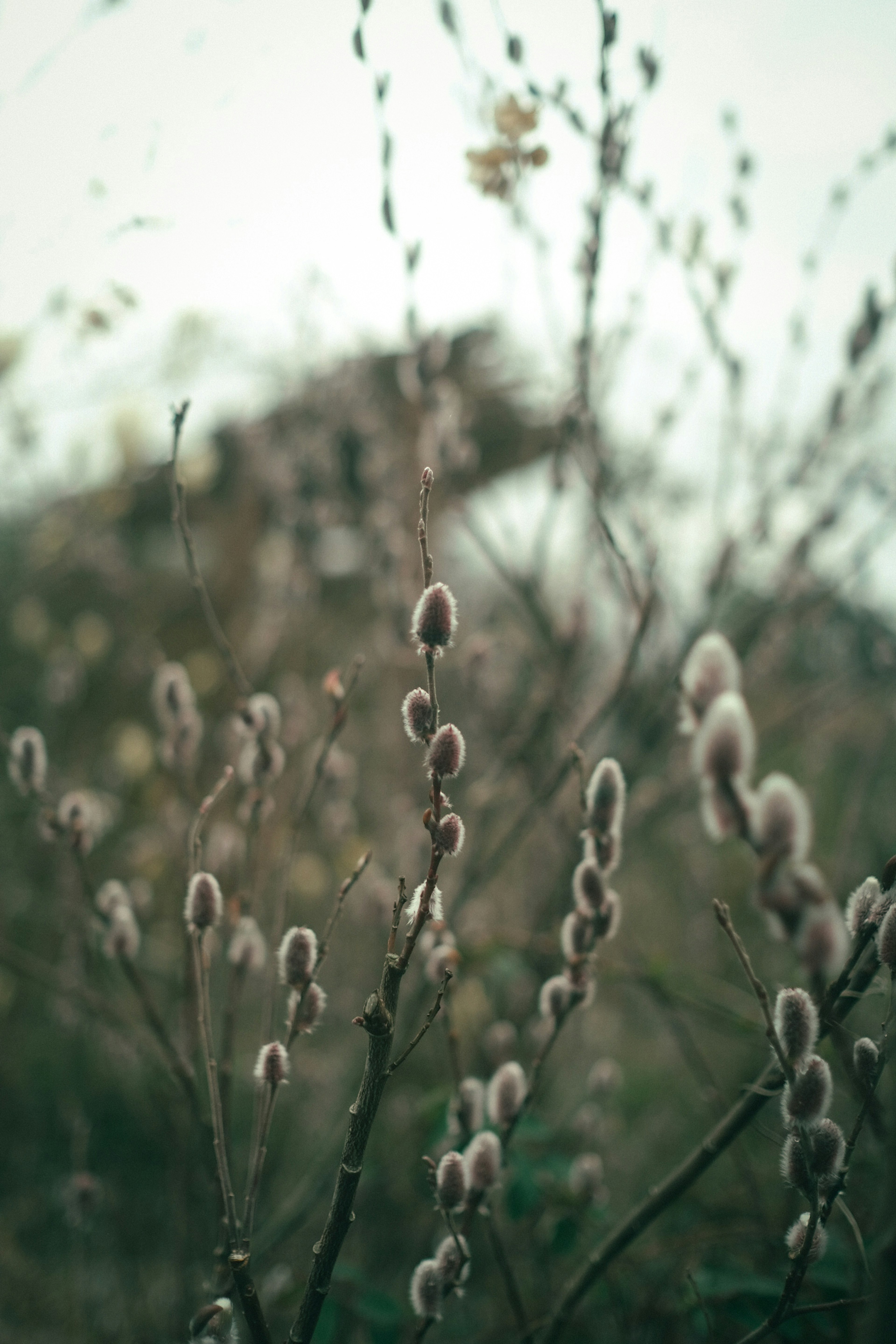 柔らかい毛のある芽が生えた植物の枝が背景のぼんやりした風景に映える