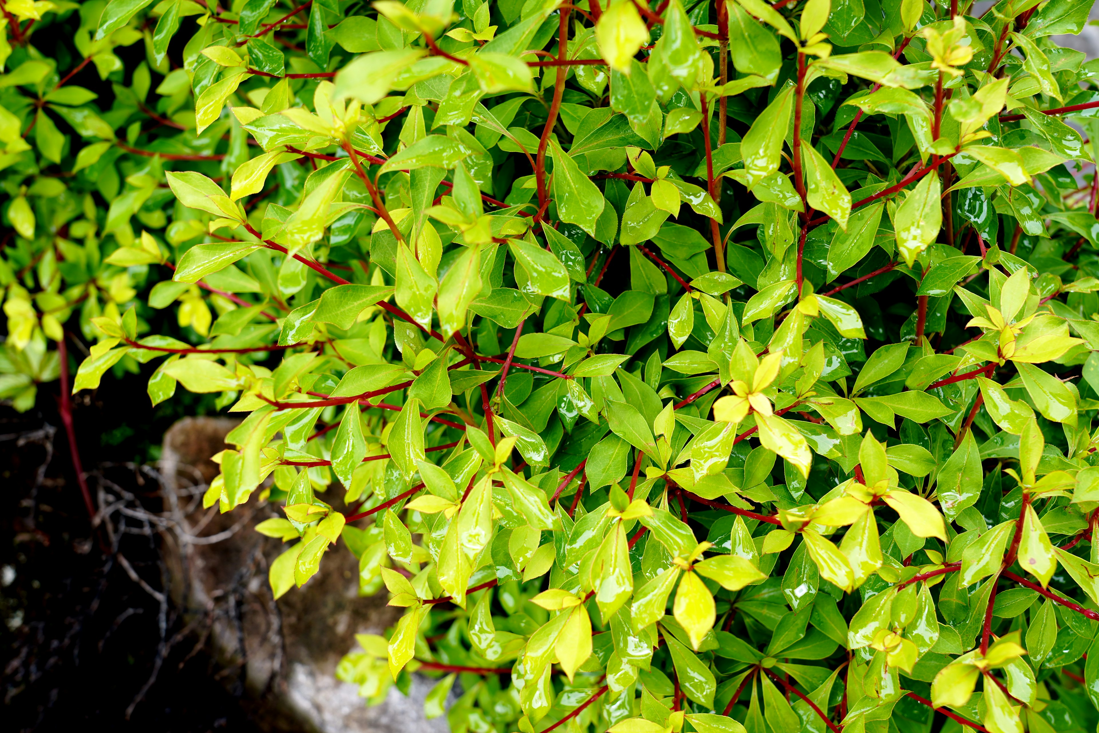 Primo piano di una pianta verde rigogliosa con foglie vibranti