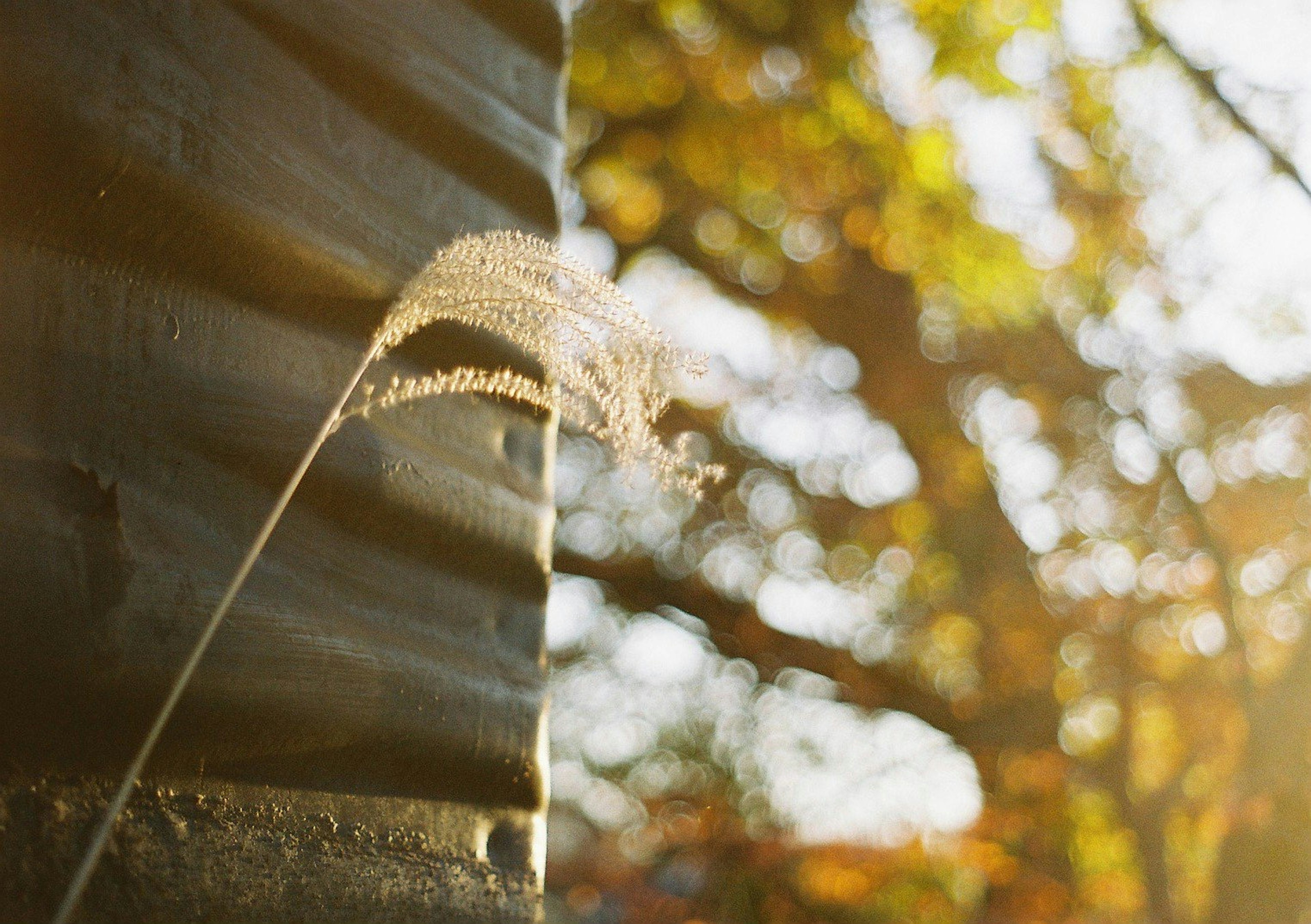 Brin d'herbe gracieux se balançant dans la lumière d'automne avec des arbres flous en arrière-plan