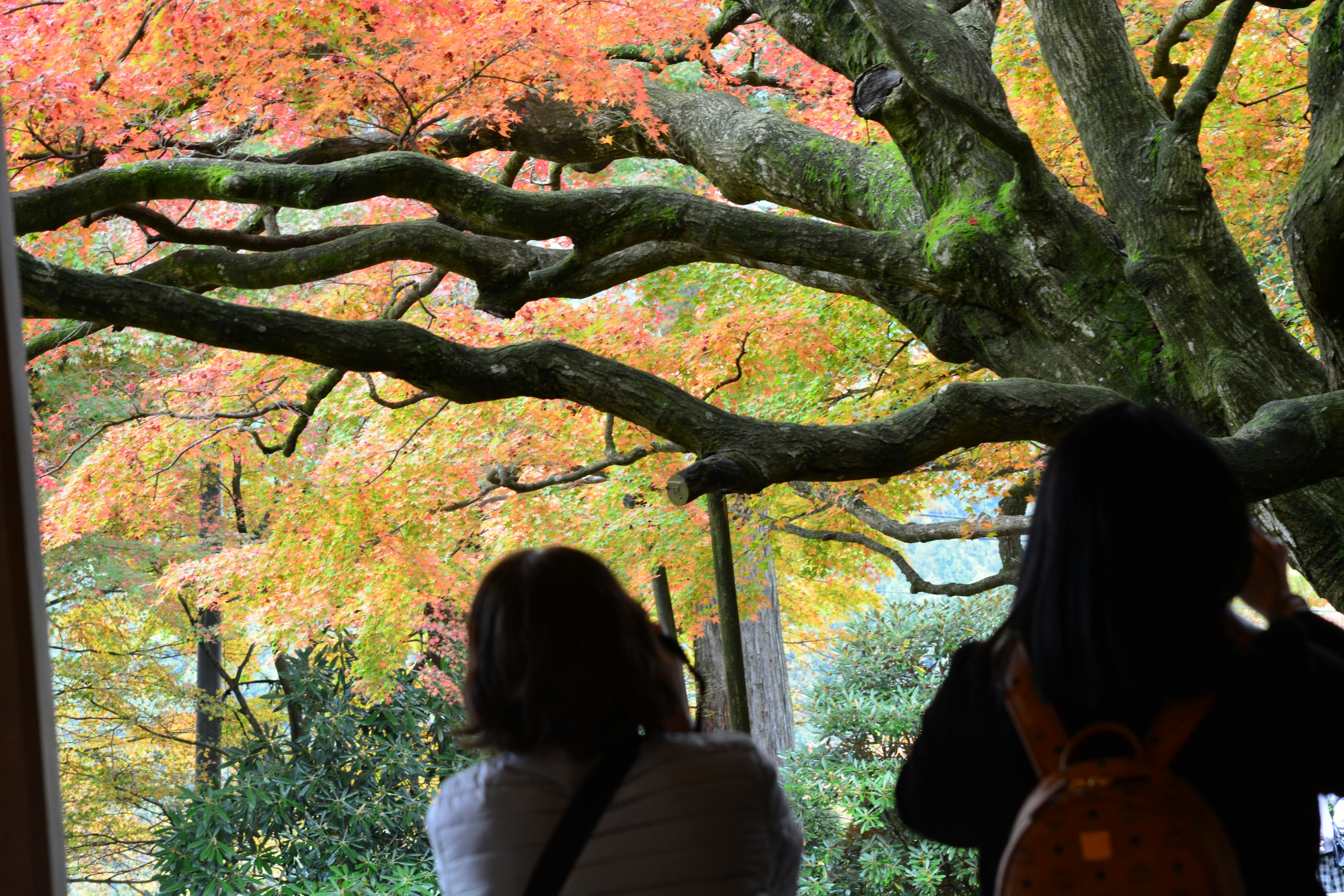 色とりどりの紅葉を背景にした人々のシルエット