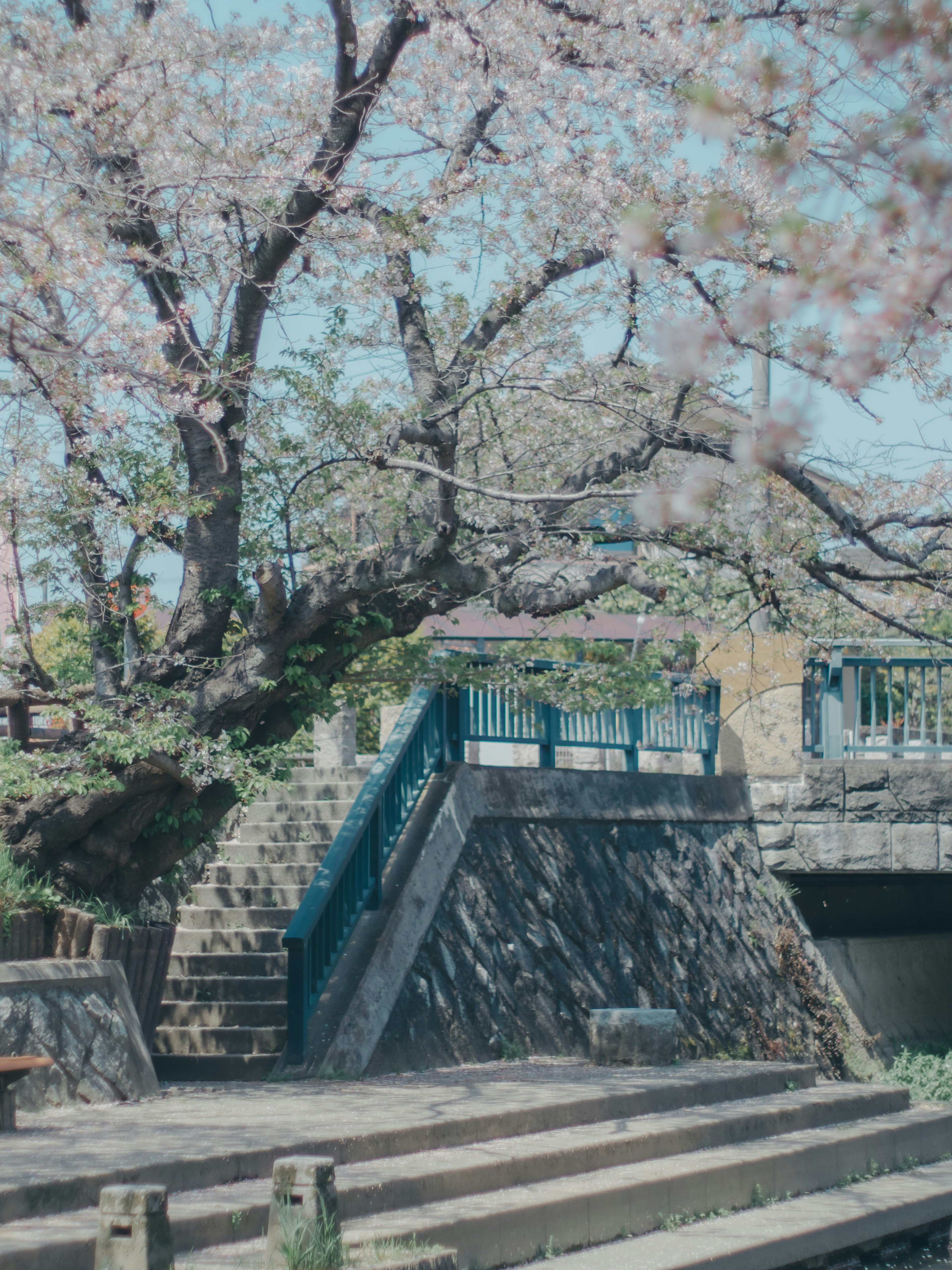 Escena de parque con un cerezo y escaleras con barandilla azul