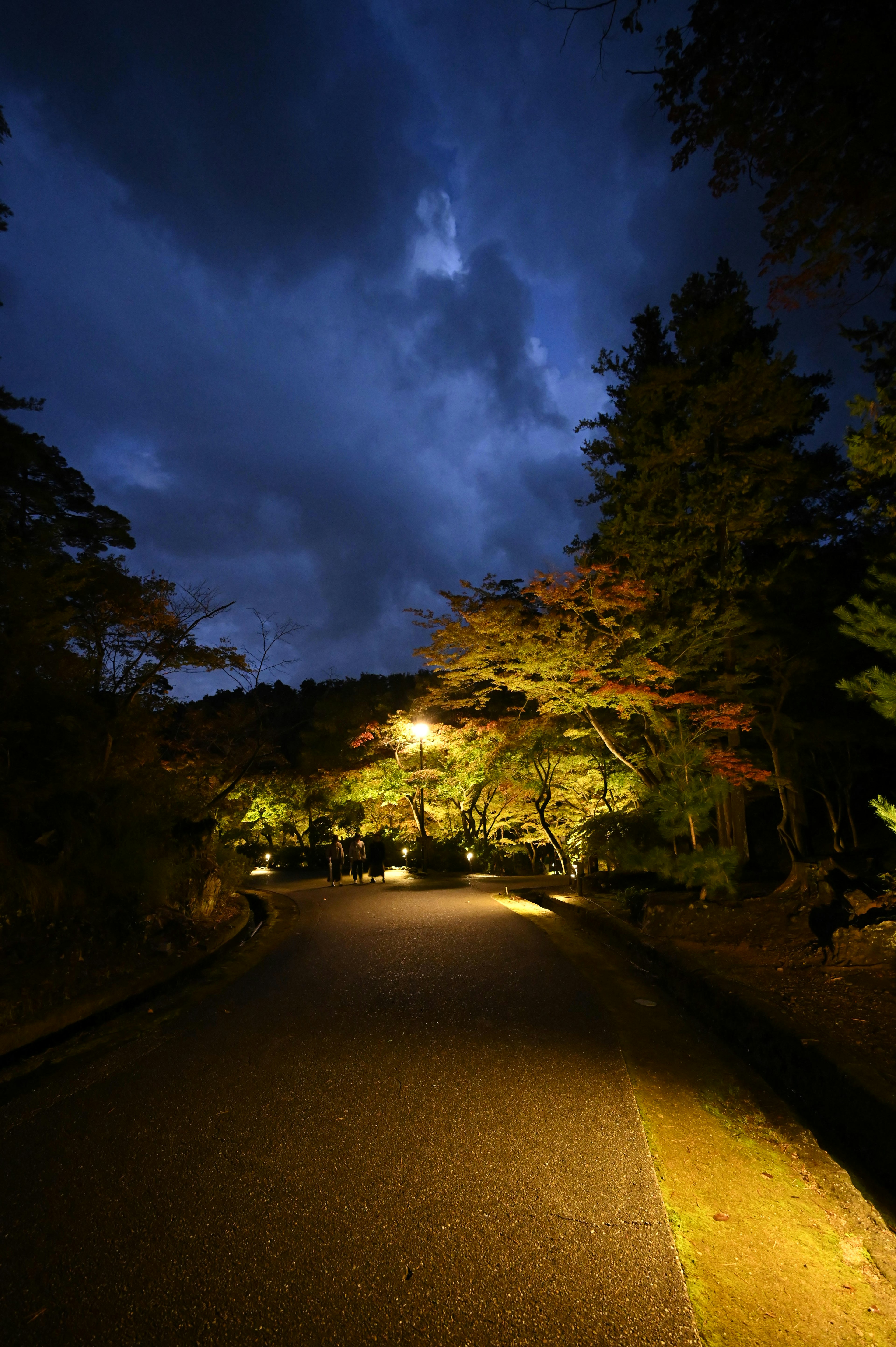 Quiet road illuminated by streetlights with dark sky and surrounding trees