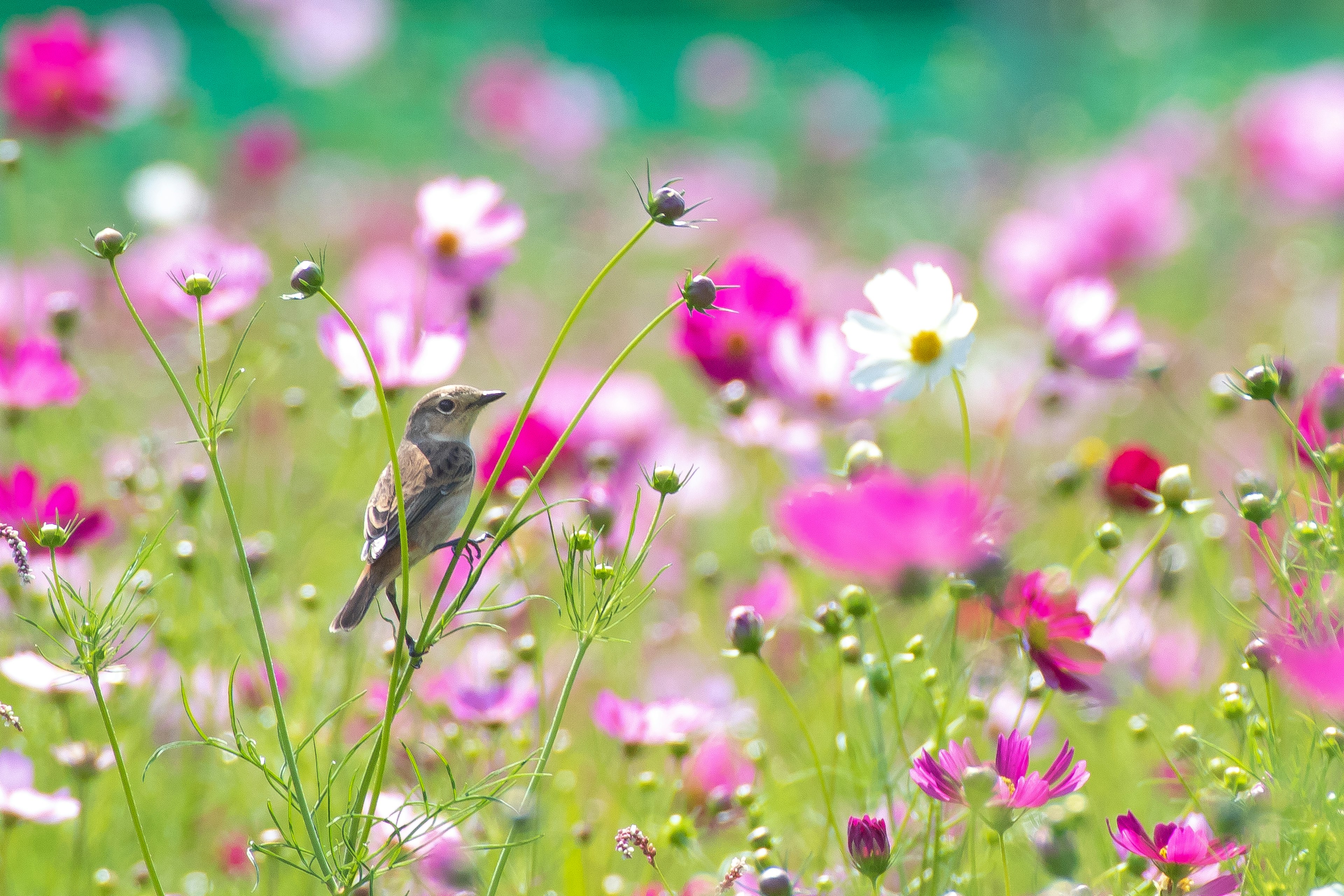 Un pequeño pájaro posado entre flores coloridas en un campo vibrante