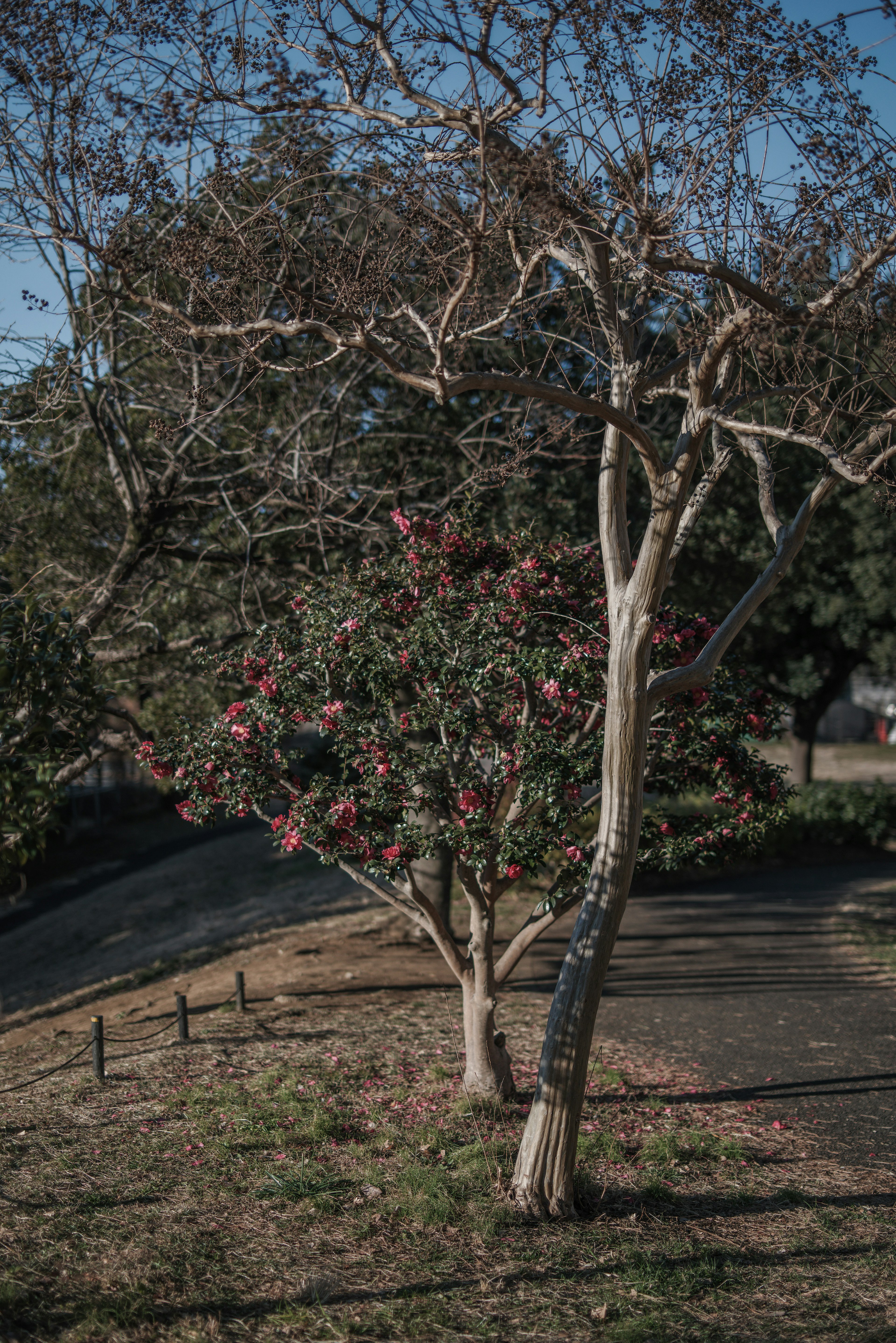 A landscape featuring a dry tree and a flowering tree with pink blossoms