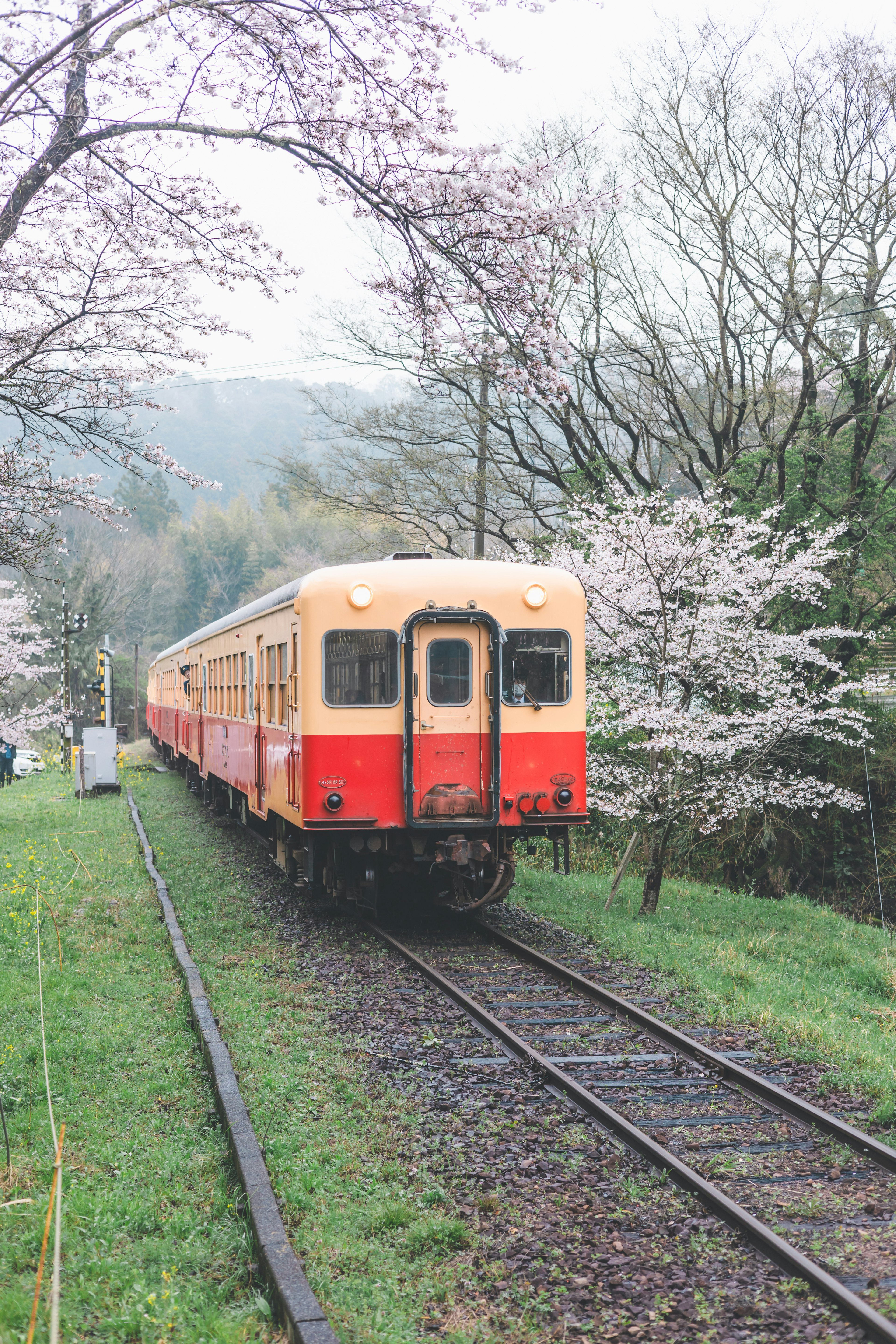 Orange und roter Zug hält neben Kirschbäumen an der Eisenbahn