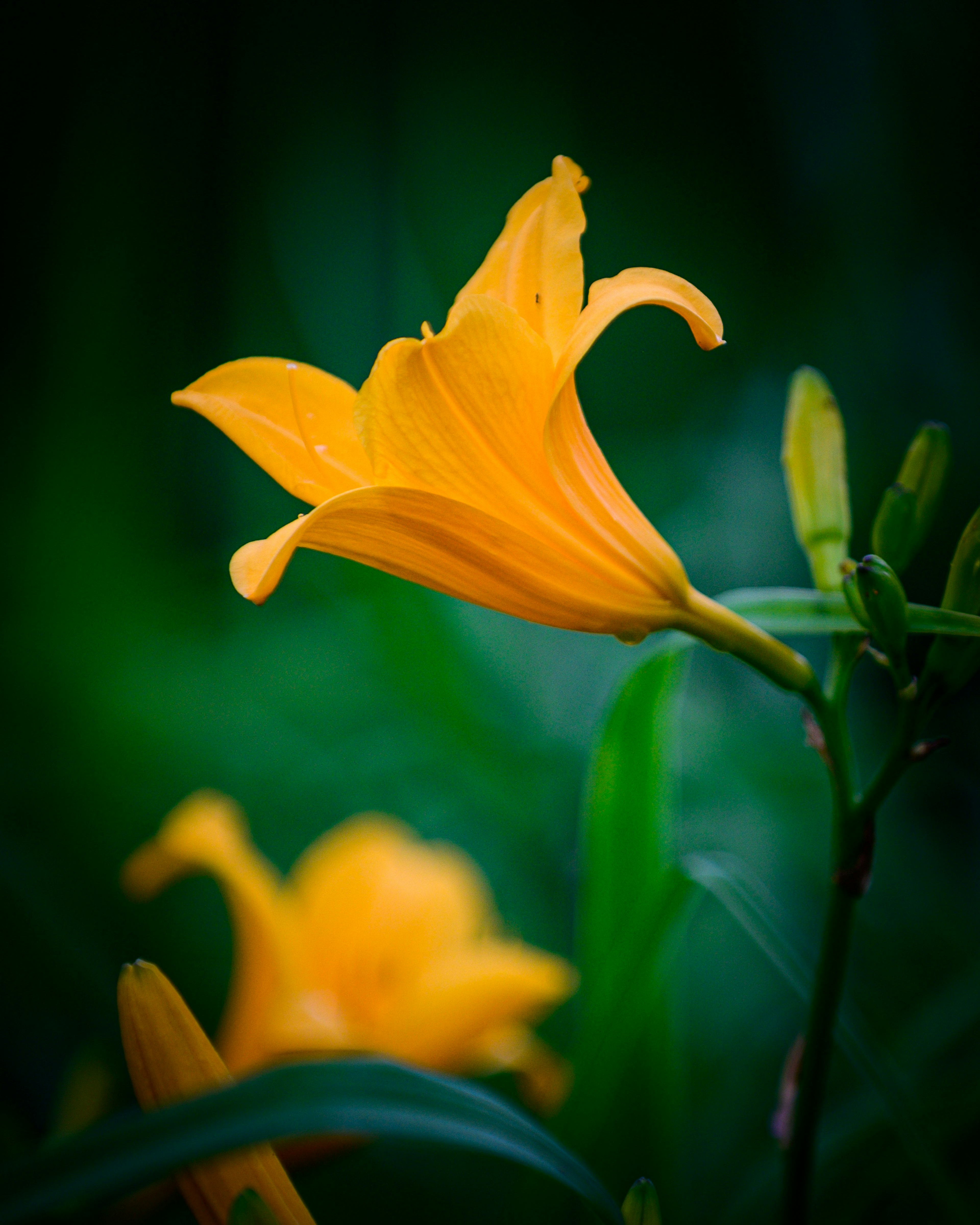 Bunga lily kuning cerah menonjol di latar belakang hijau