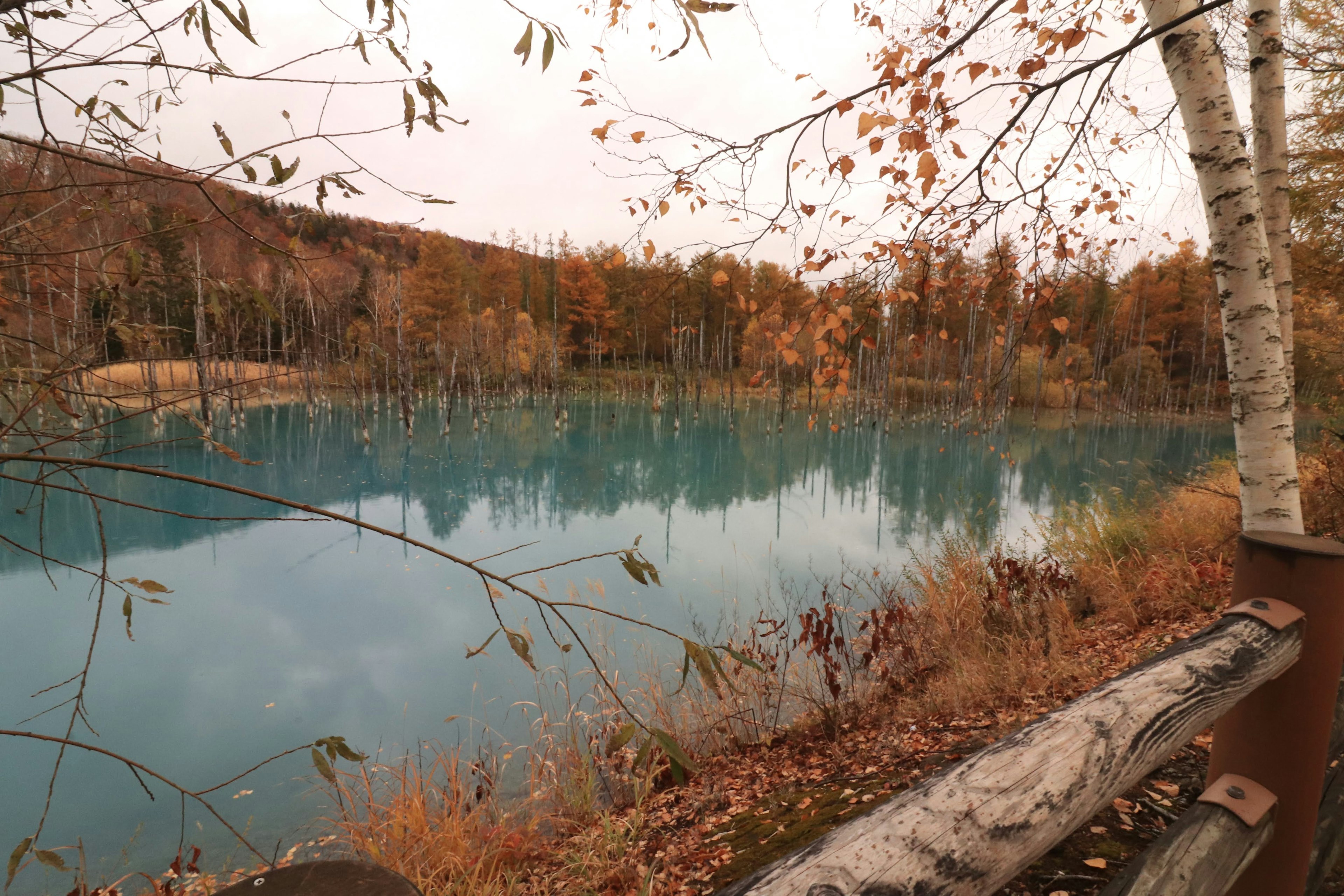 Vista panoramica di un lago blu circondato da foglie autunnali