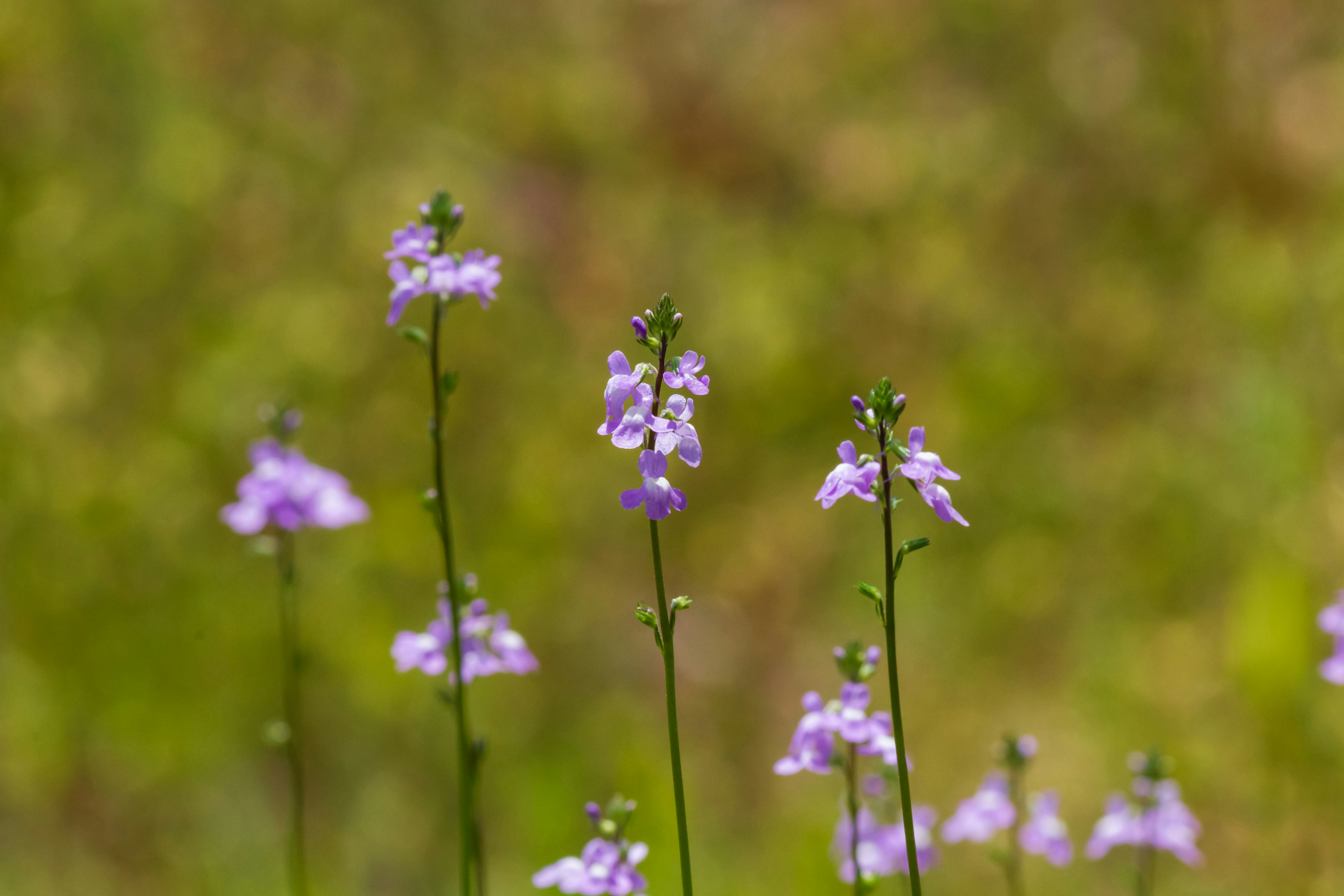 Lila Blumen blühen in einem grasbewachsenen Feld