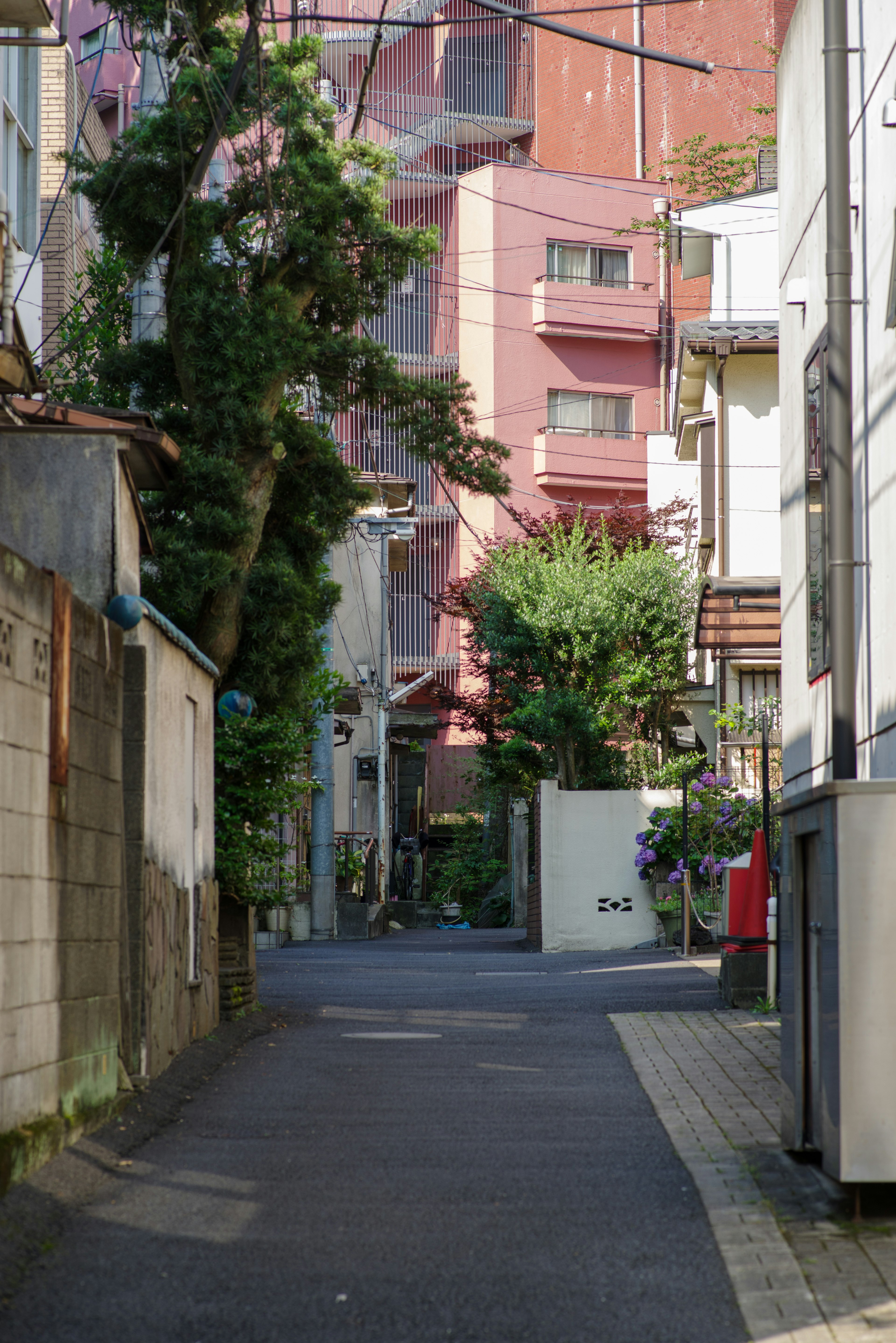 Calle tranquila con vegetación exuberante y edificios