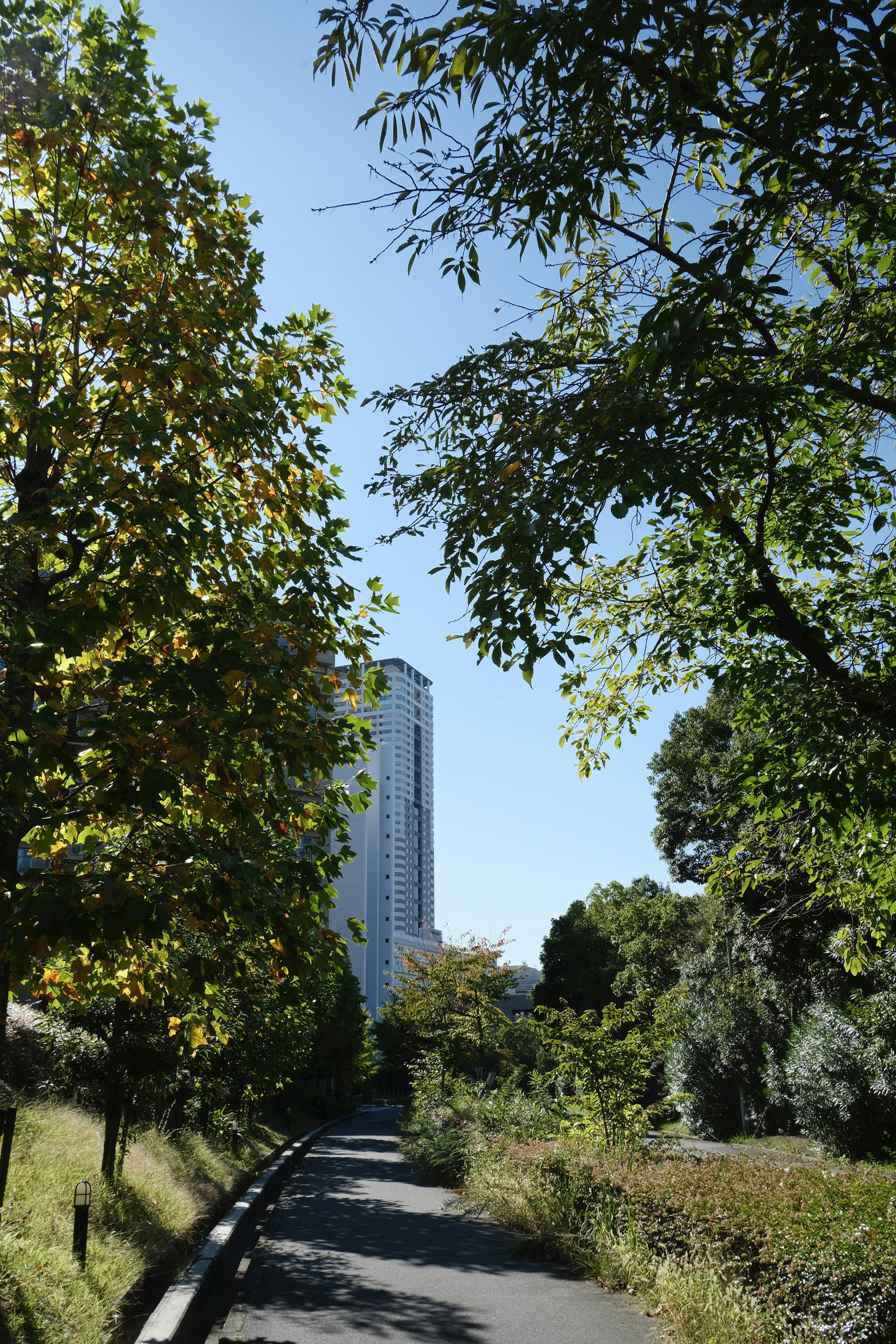 Sentiero panoramico fiancheggiato da alberi e un grattacielo sotto un cielo blu