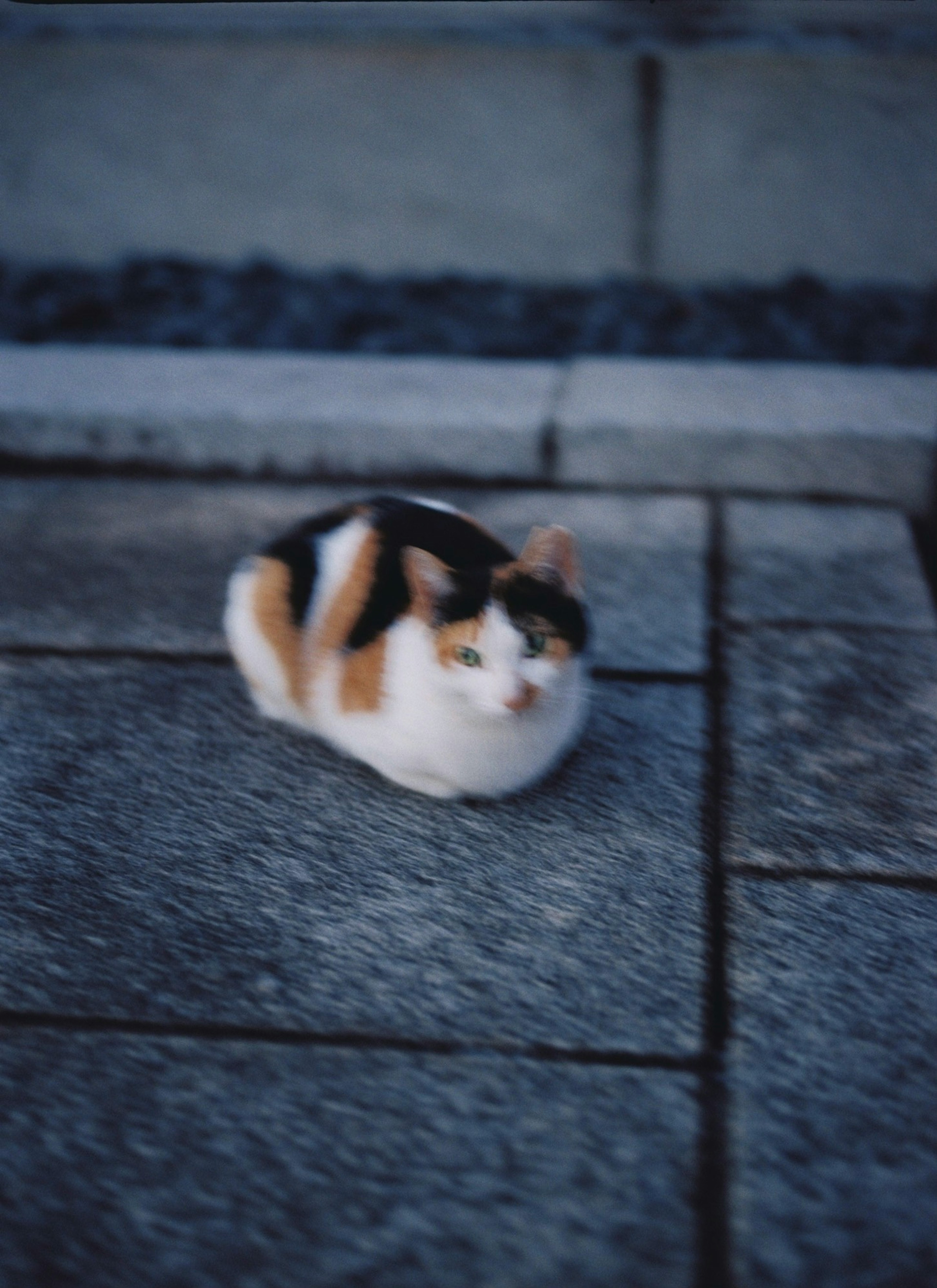 石畳の上に横たわる三毛猫の柔らかな姿