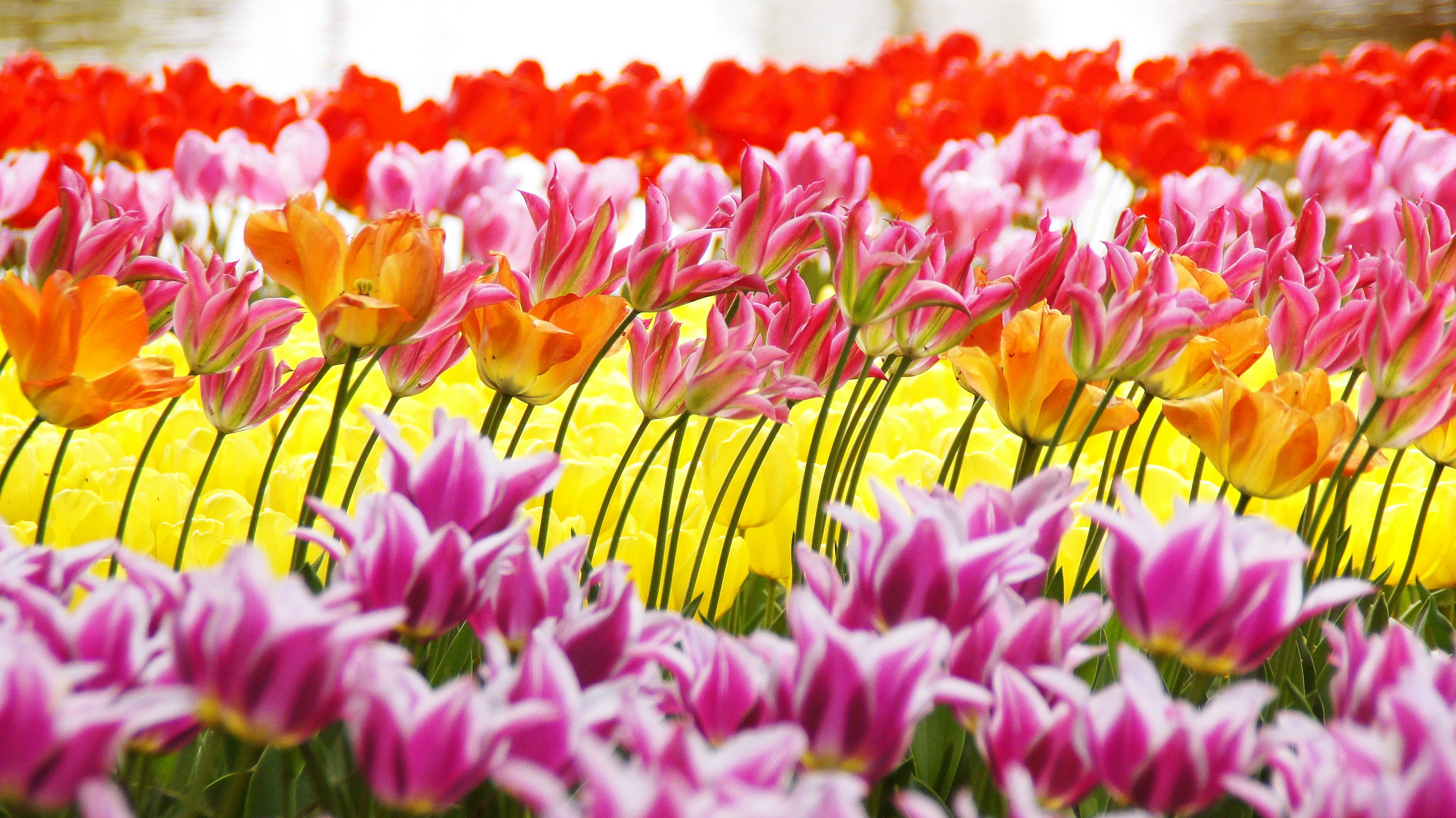 Colorful tulip field with rows of pink, red, orange, and yellow flowers