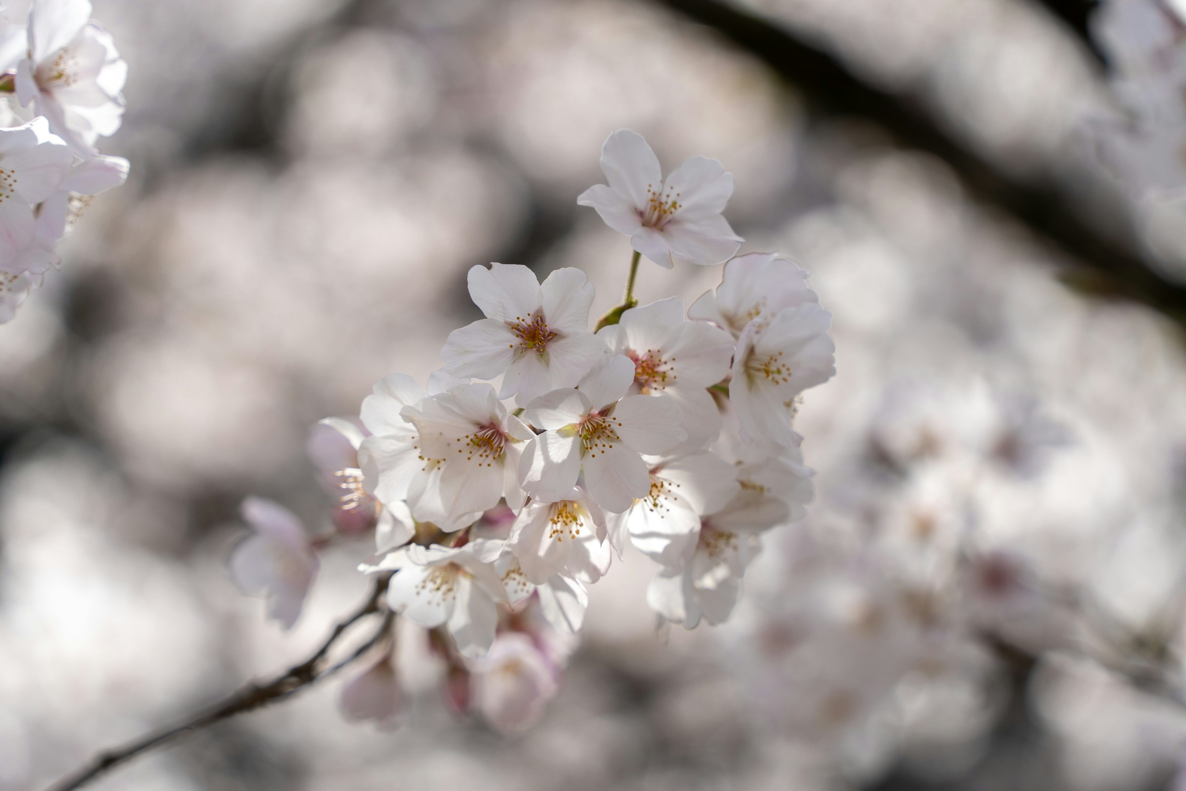 Imagen de flores de cerezo en flor con pétalos blancos delicados