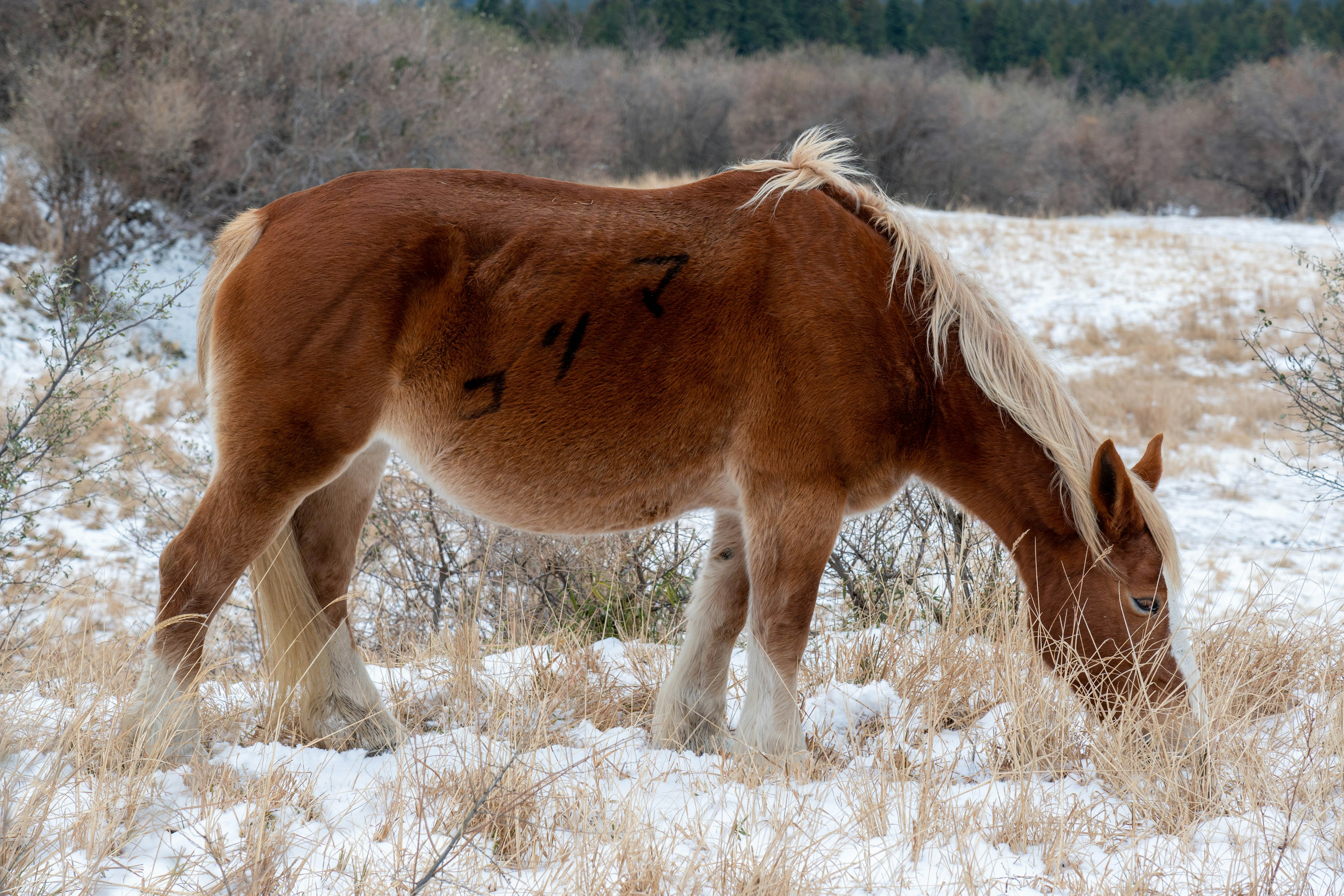 Caballo marrón pastando en la nieve