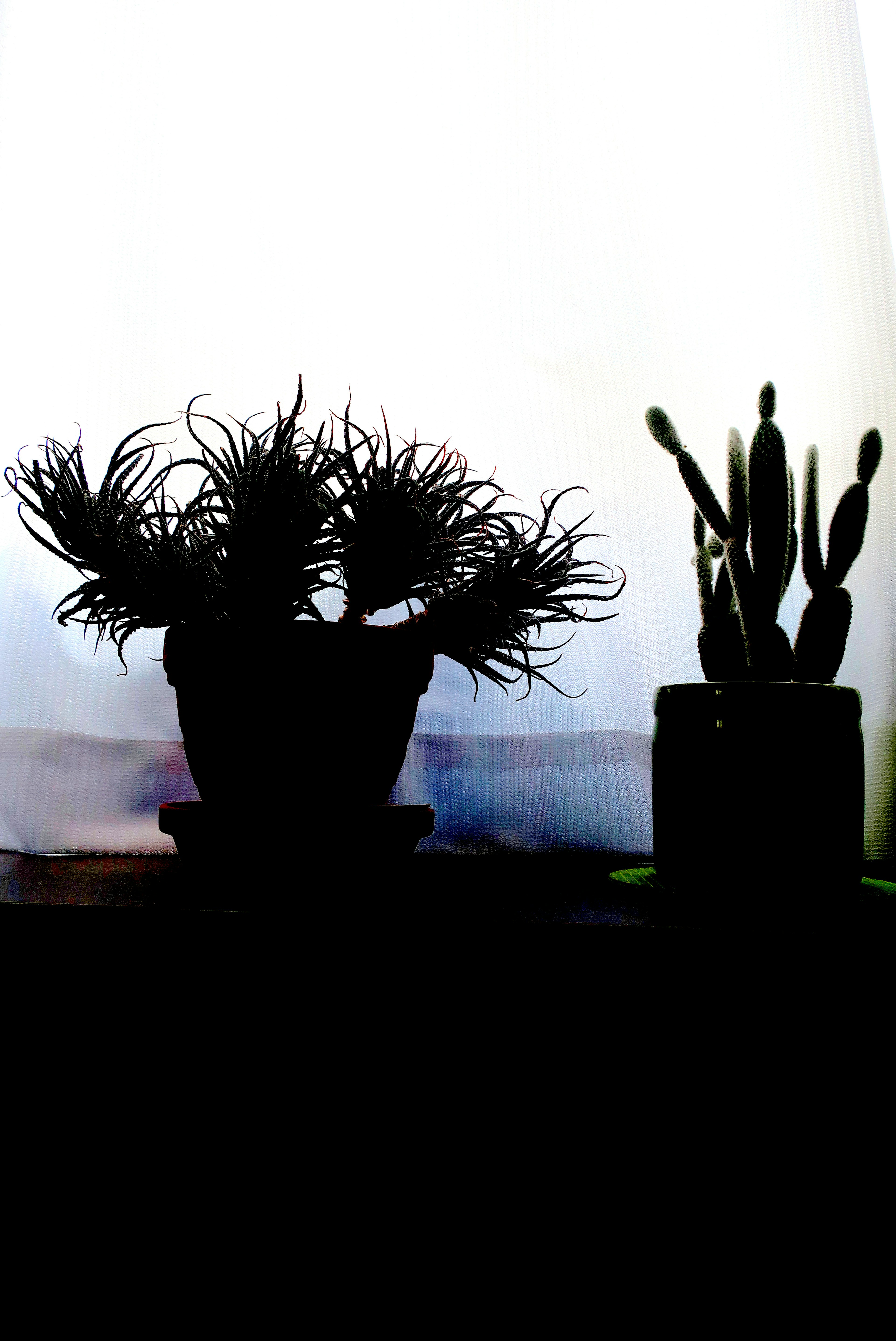 Silhouette of potted plants including a cactus against a light background