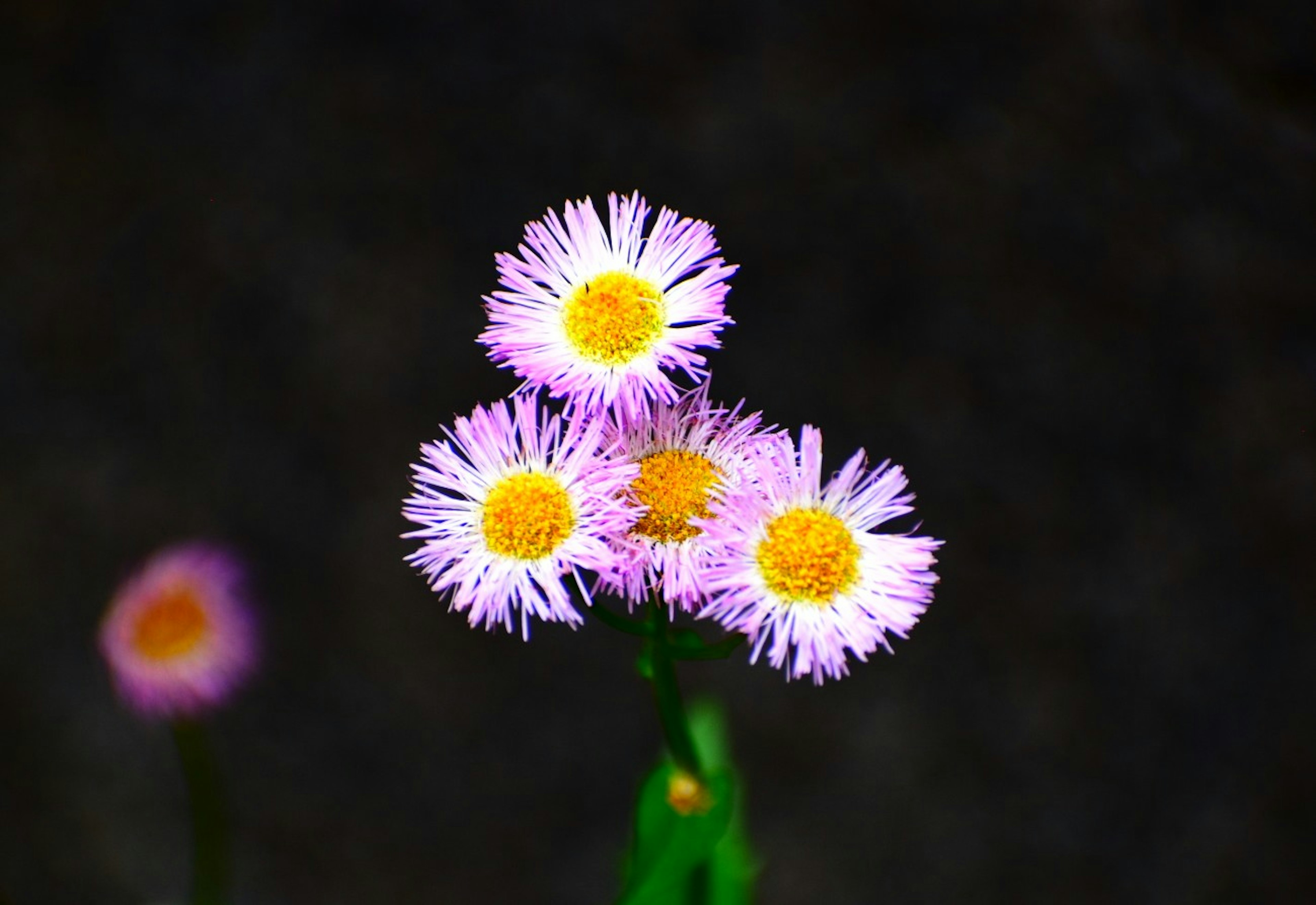 Cluster von lila Blumen mit gelben Zentren vor dunklem Hintergrund