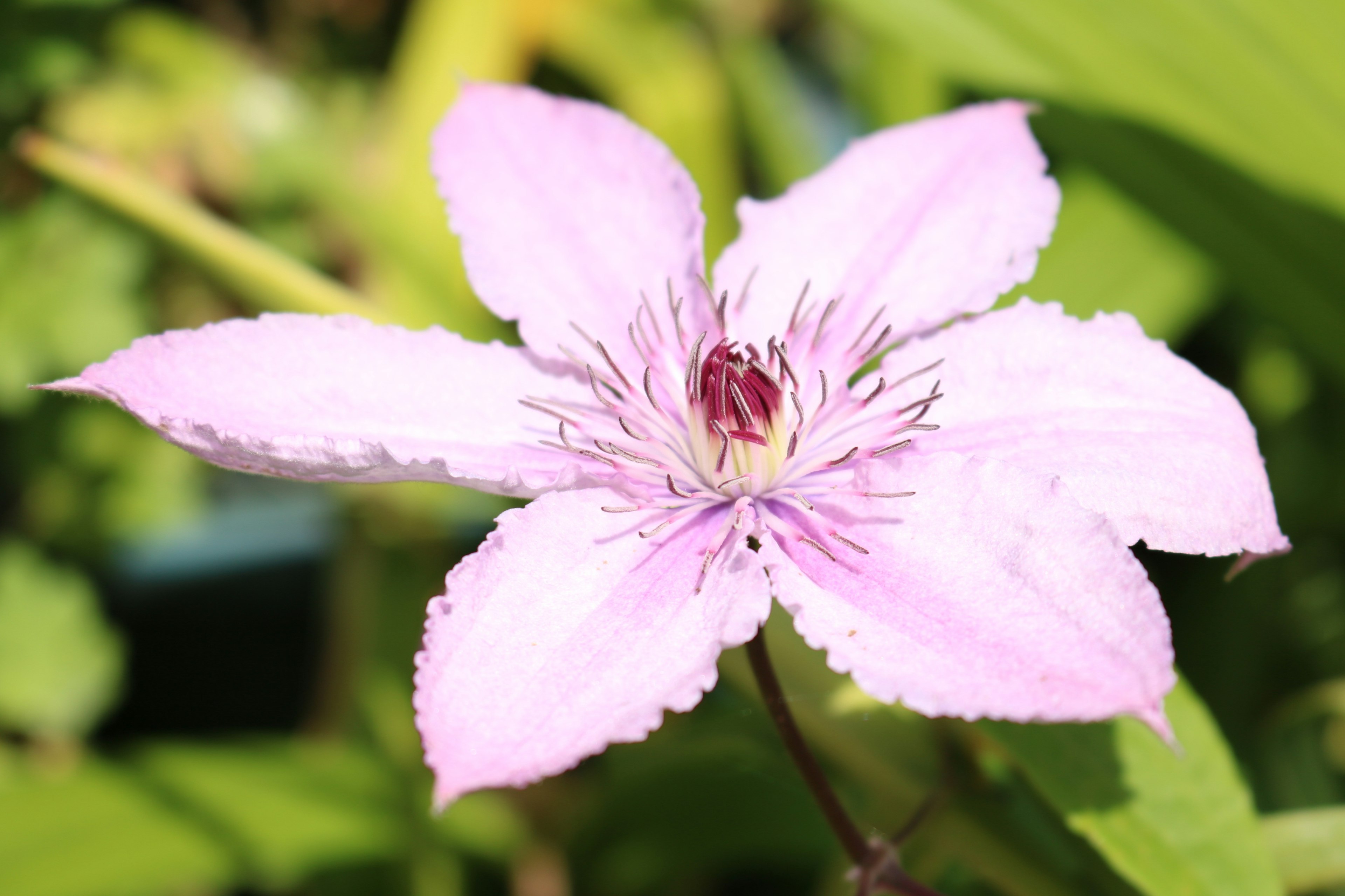 Un fiore viola chiaro che sboccia tra le foglie verdi