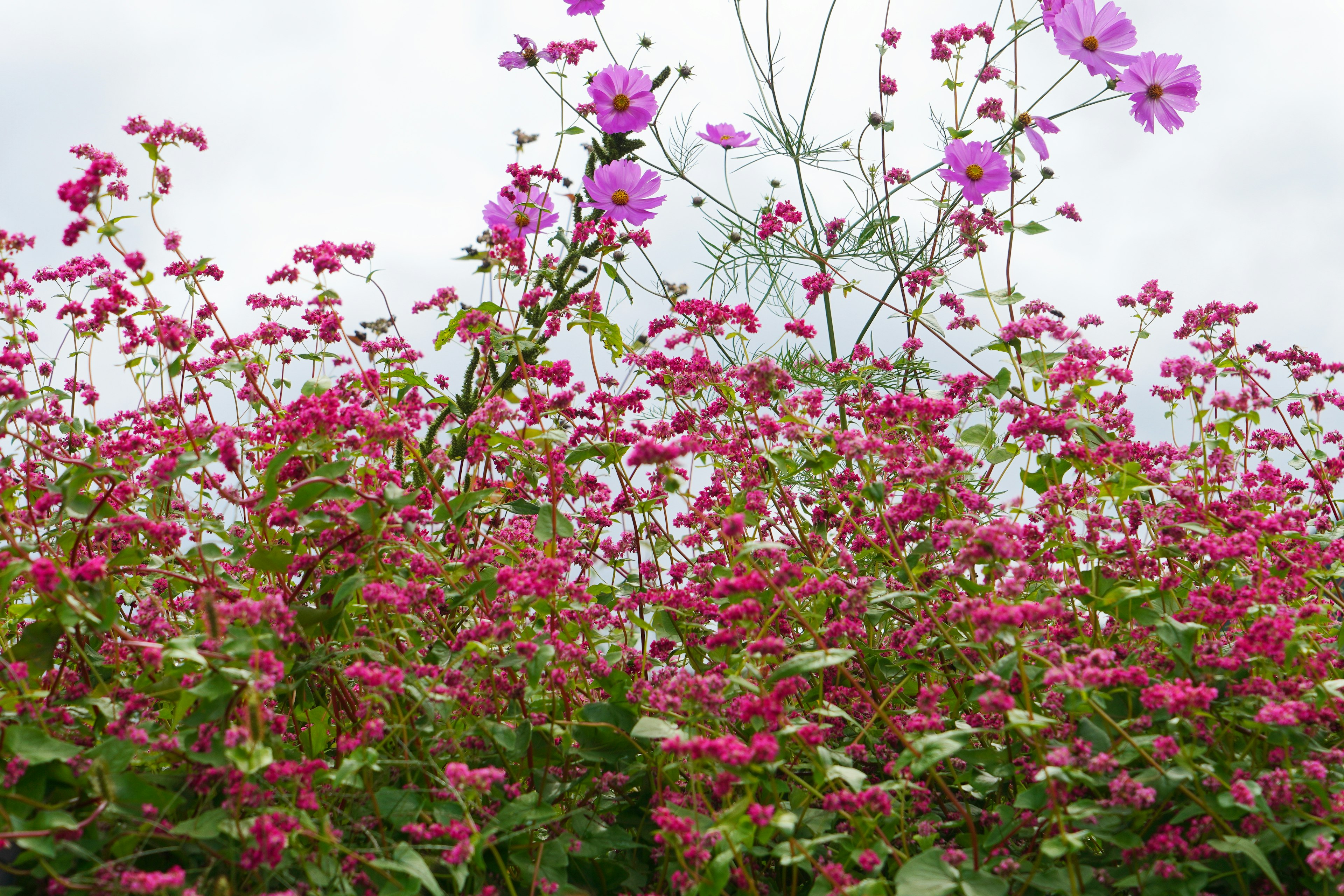 鮮やかなピンクの花々が咲く風景と背景に薄い雲が広がる