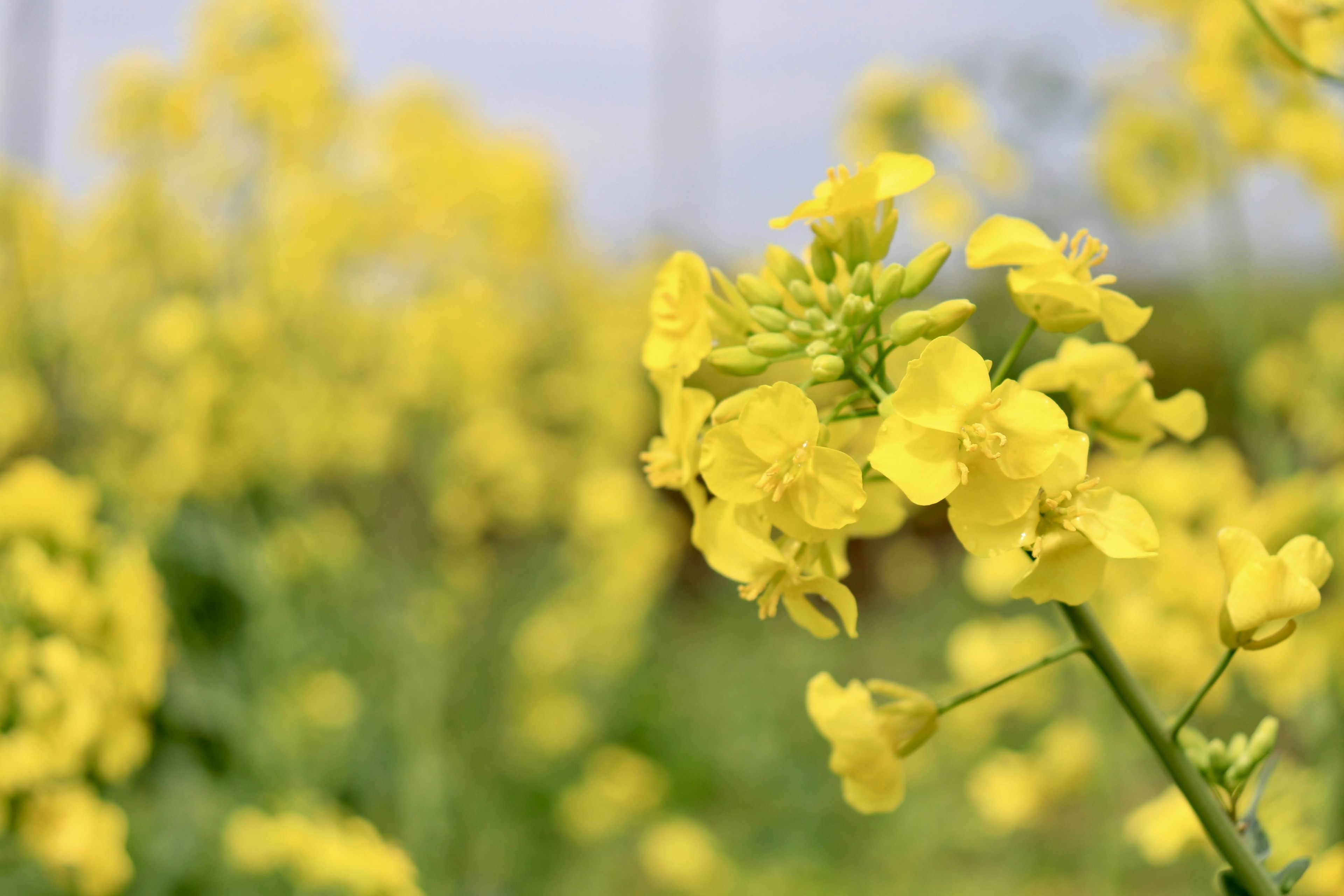 Close-up of blooming yellow rapeseed flowers in a field