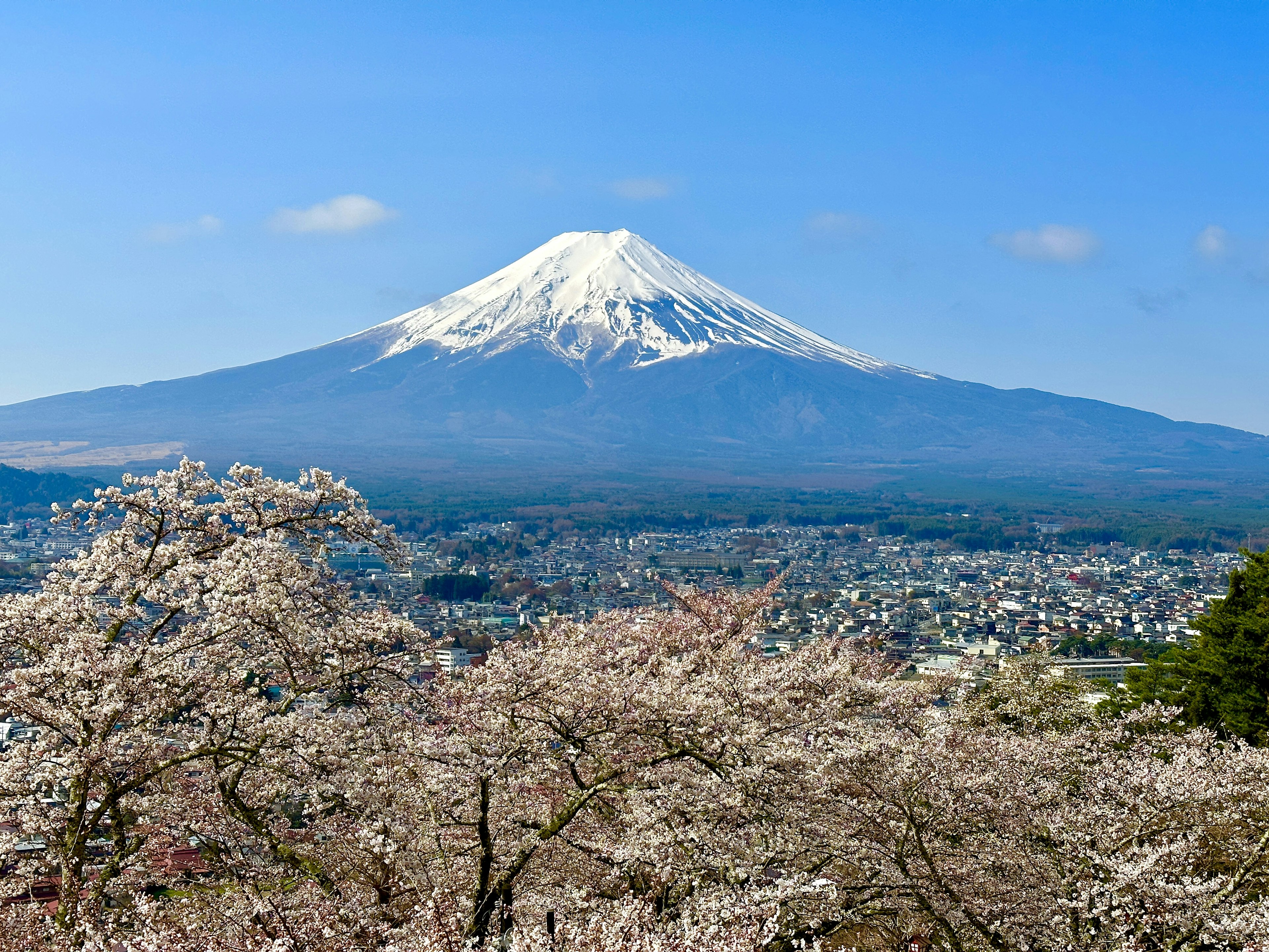 Monte Fuji con cerezos bajo un cielo azul