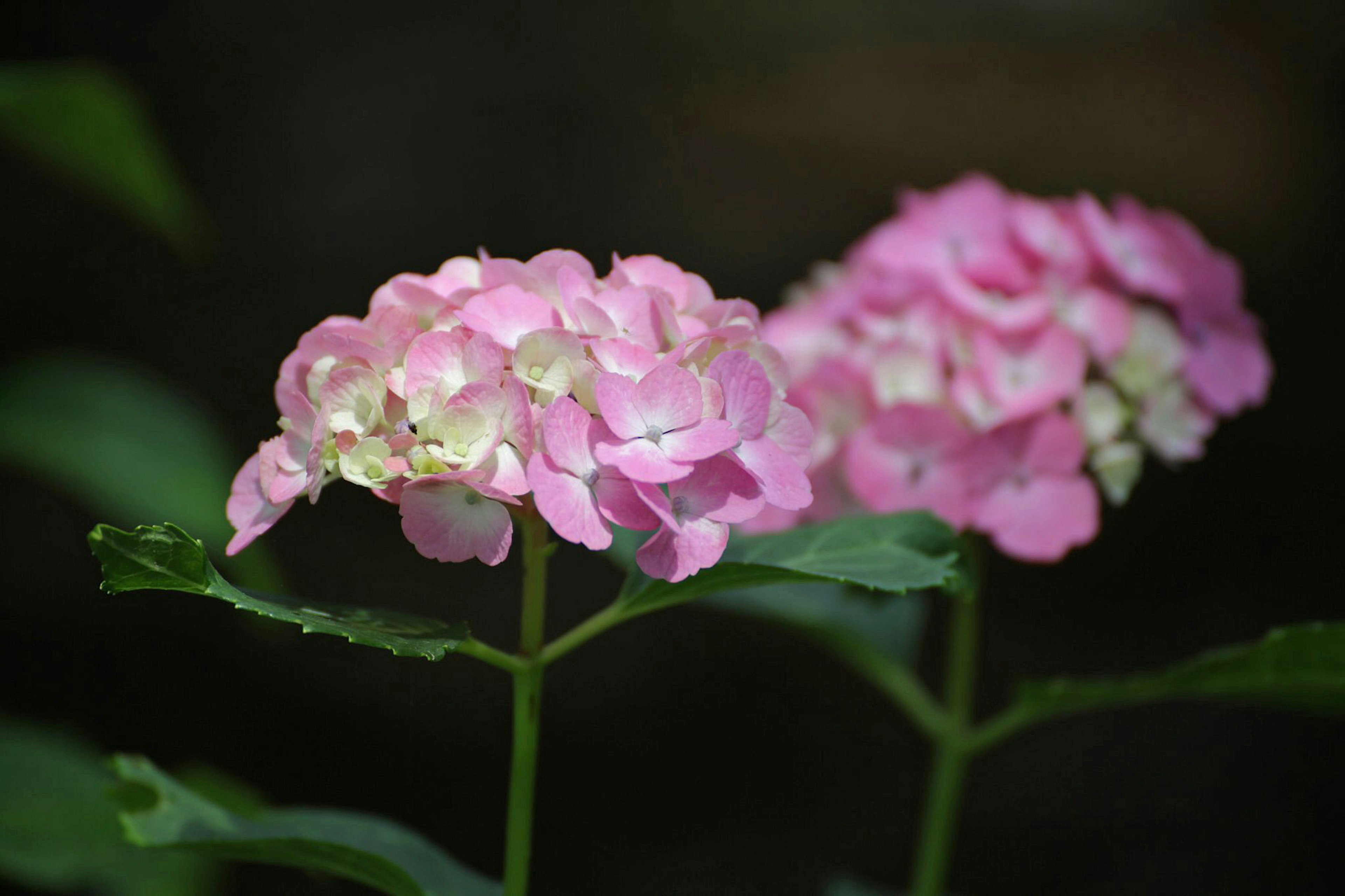 Fleurs d'hortensia roses écloses parmi des feuilles vertes