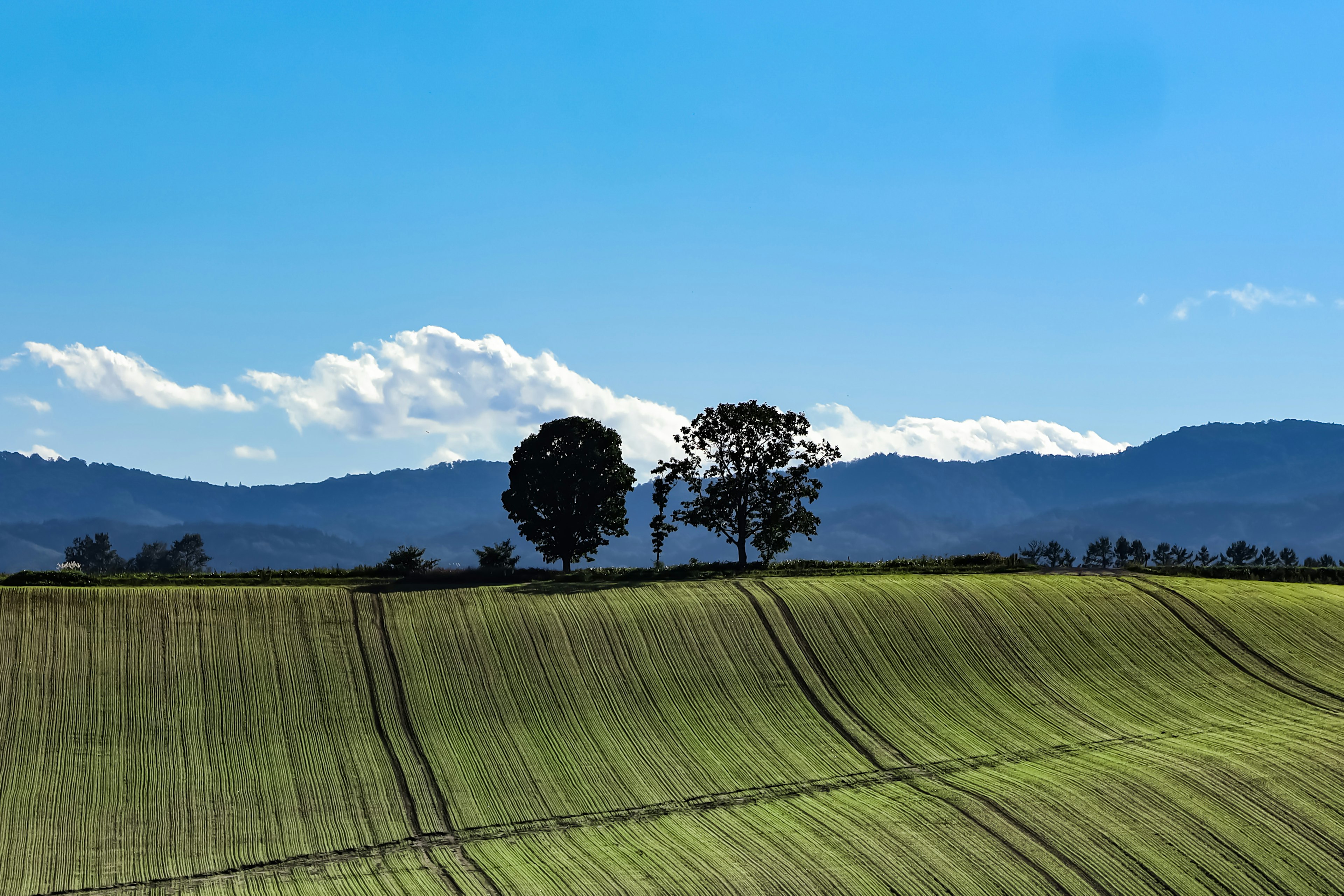 Green hills under a blue sky with two trees