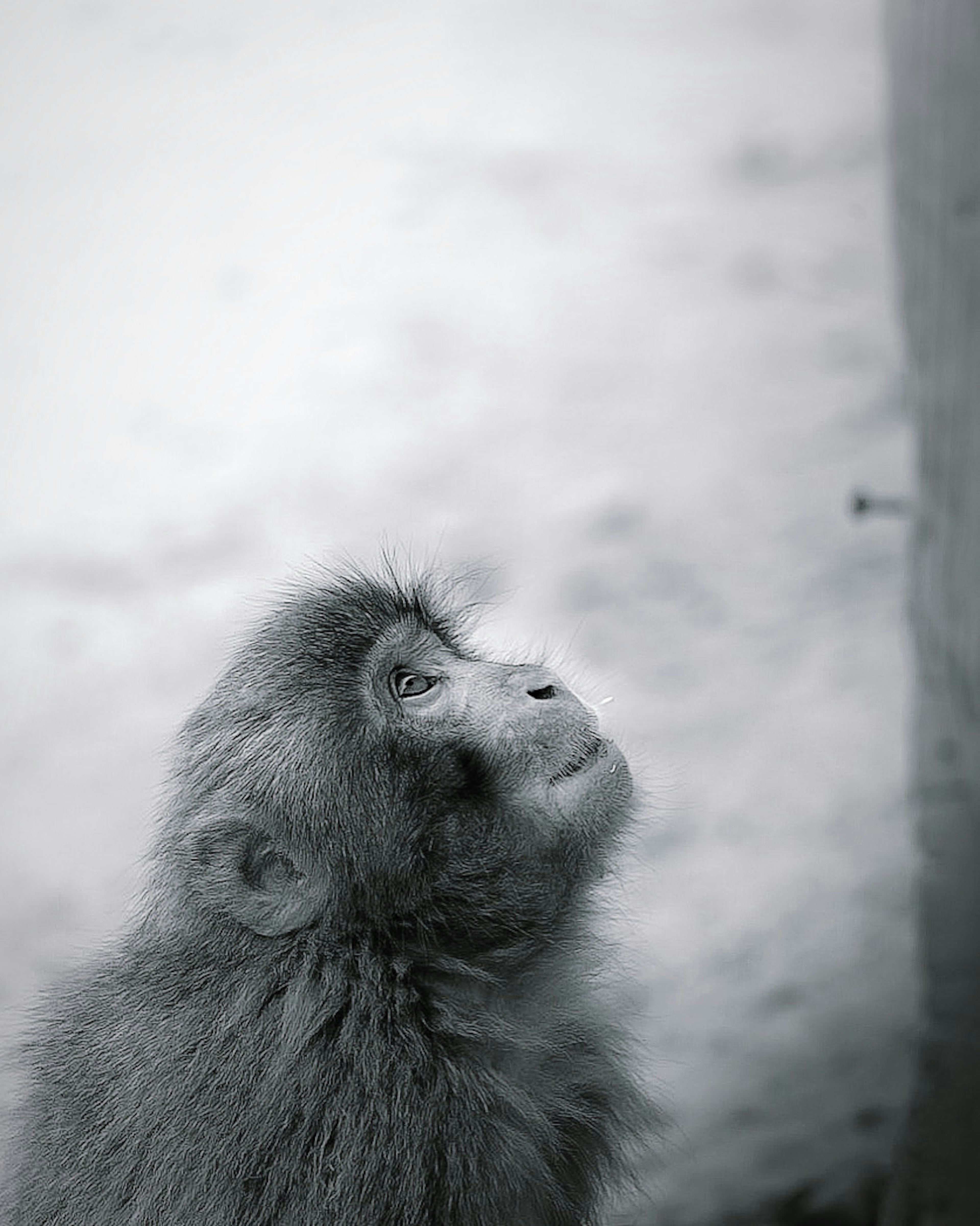 Un mono en blanco y negro mirando hacia arriba