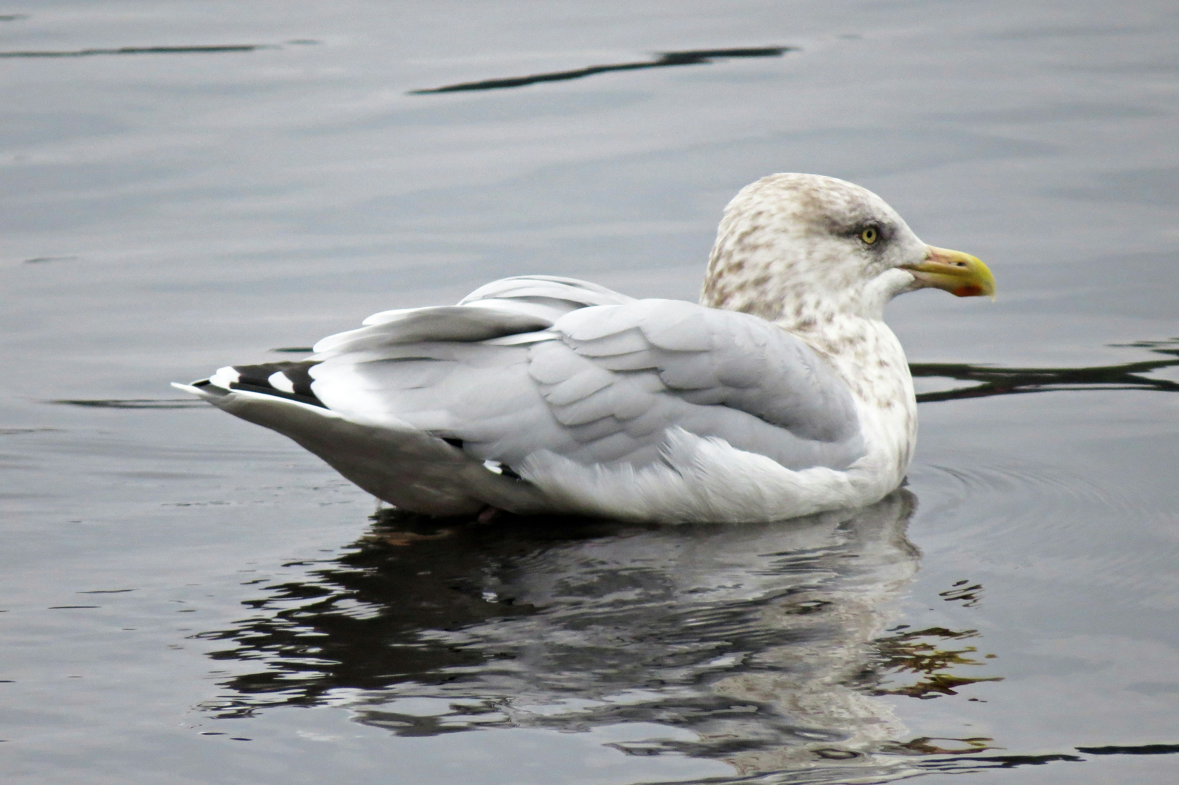 Perfil de una gaviota flotando en el agua