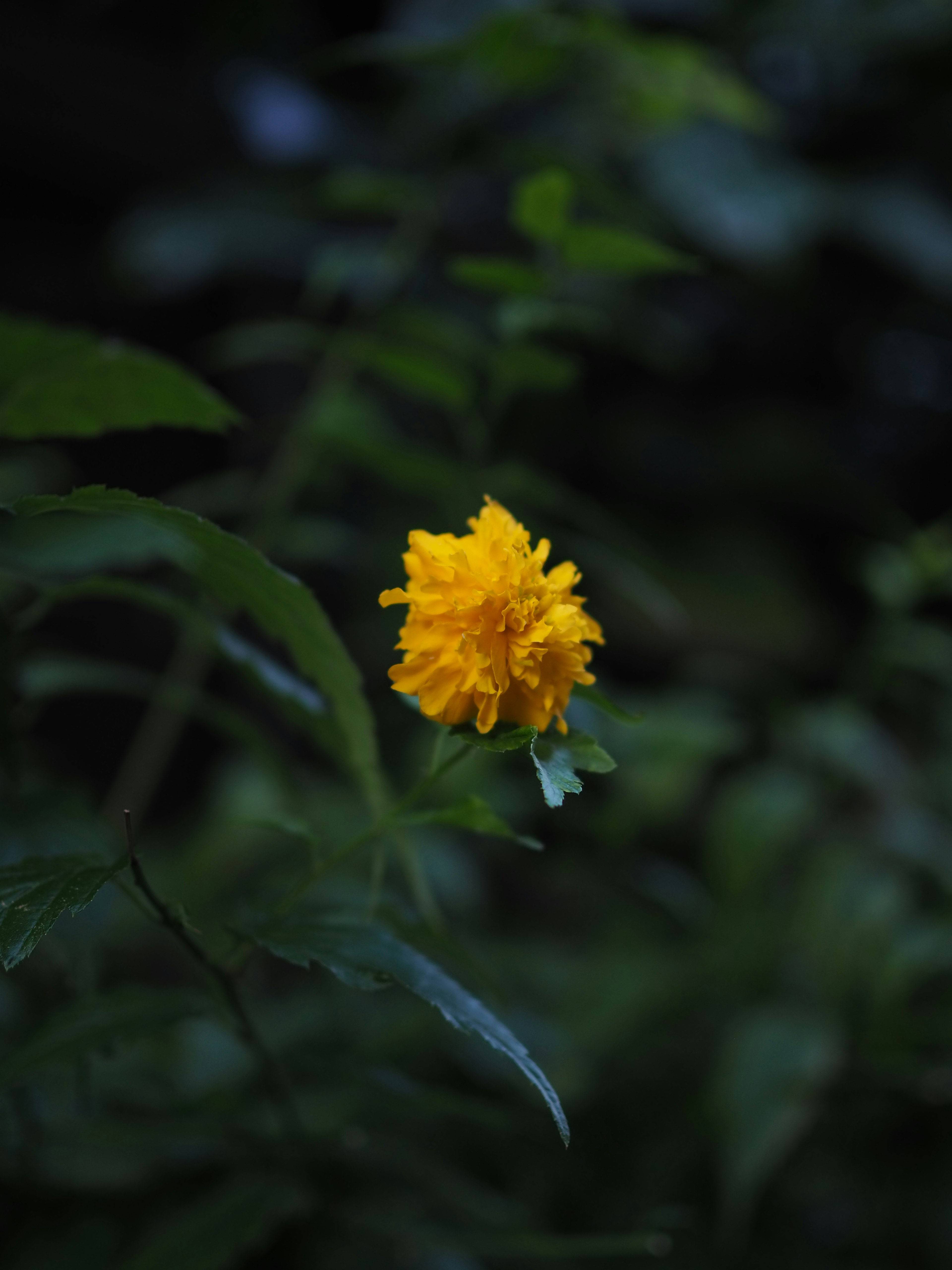 暗い背景に咲く鮮やかな黄色の花