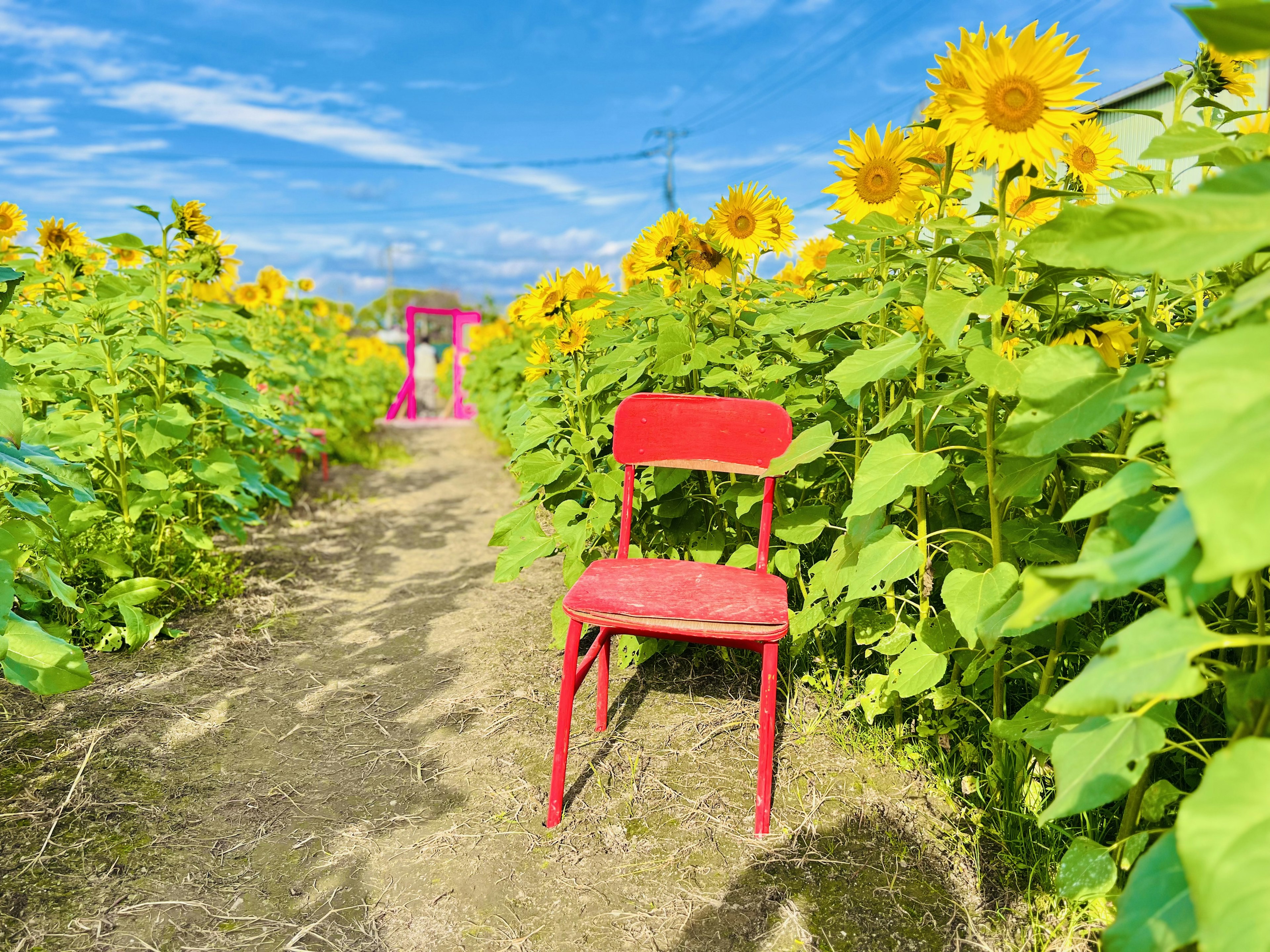 A red chair placed in a sunflower field under a blue sky