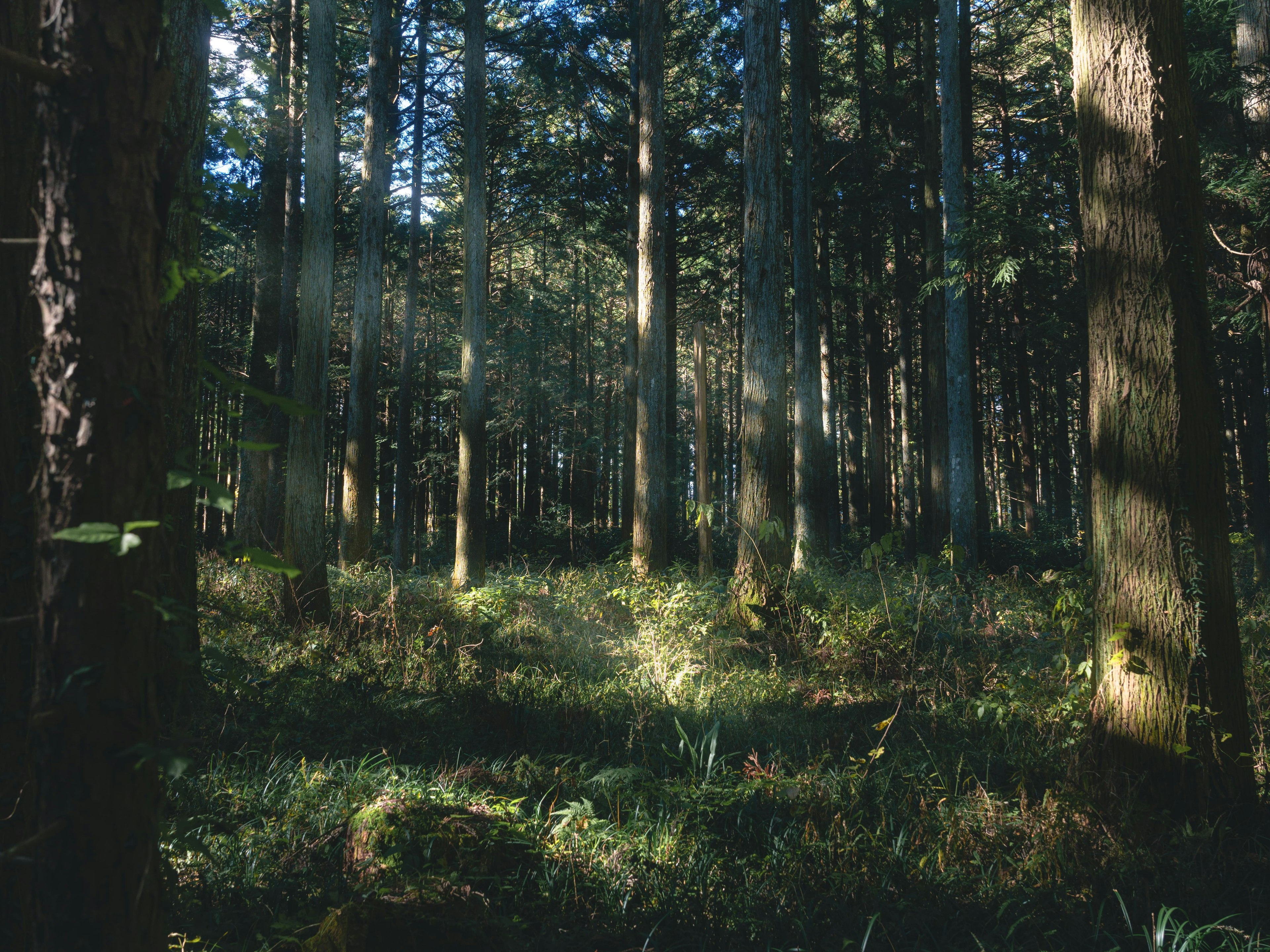 Escena forestal serena con árboles altos y maleza verde luz del sol filtrándose