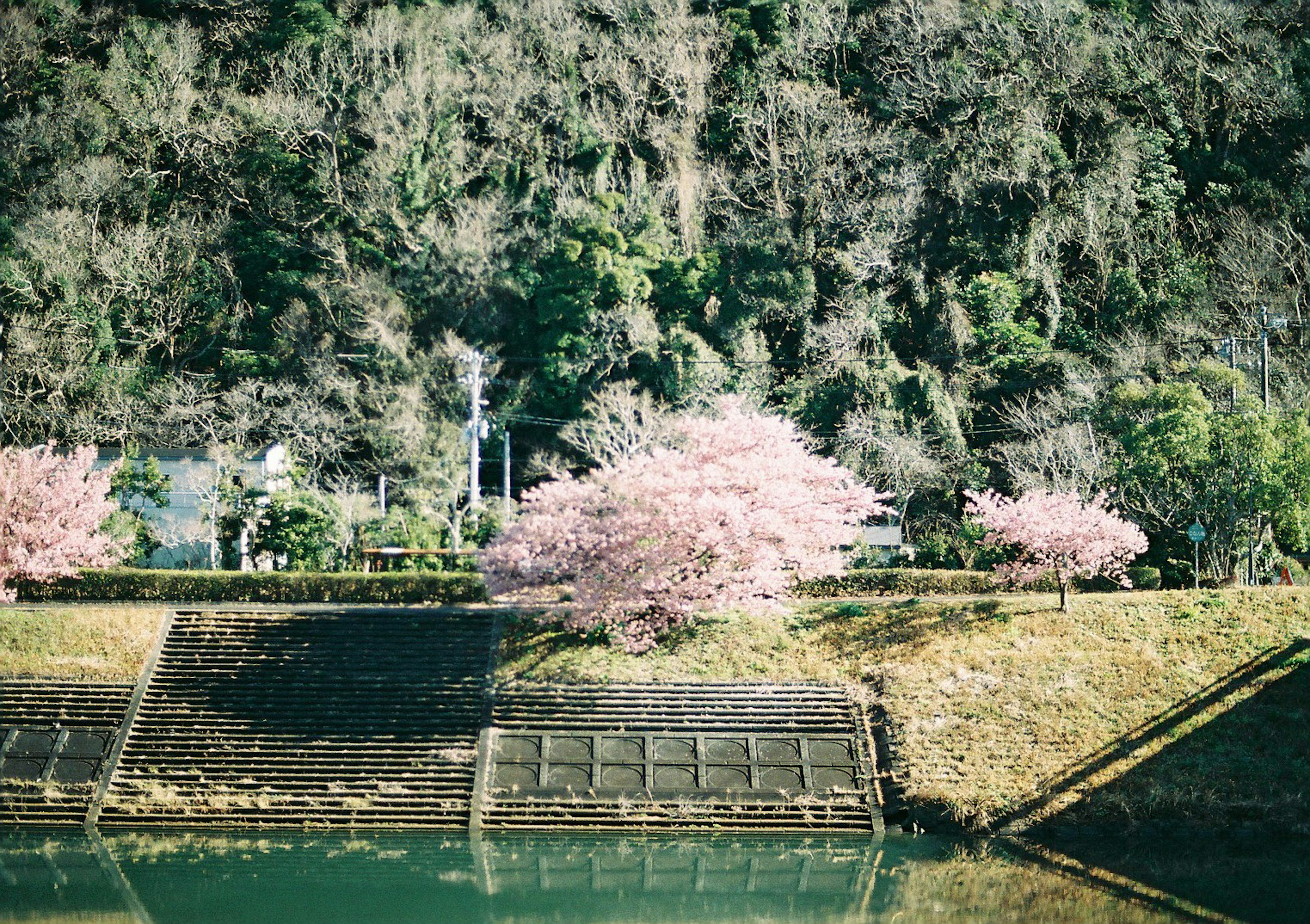 Árboles de cerezo en flor junto a una superficie de agua tranquila