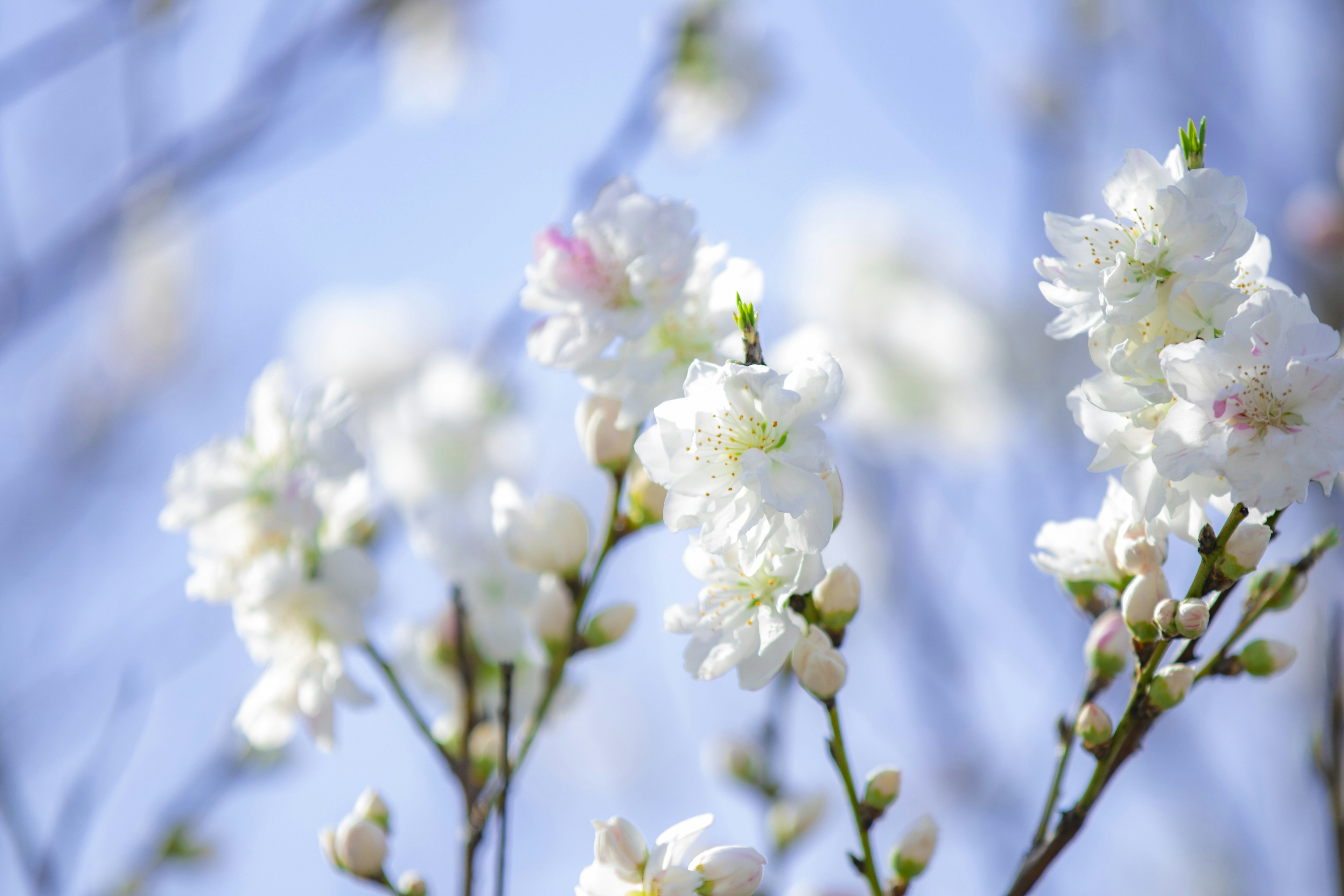 Nahaufnahme von weißen Blumen vor blauem Himmel