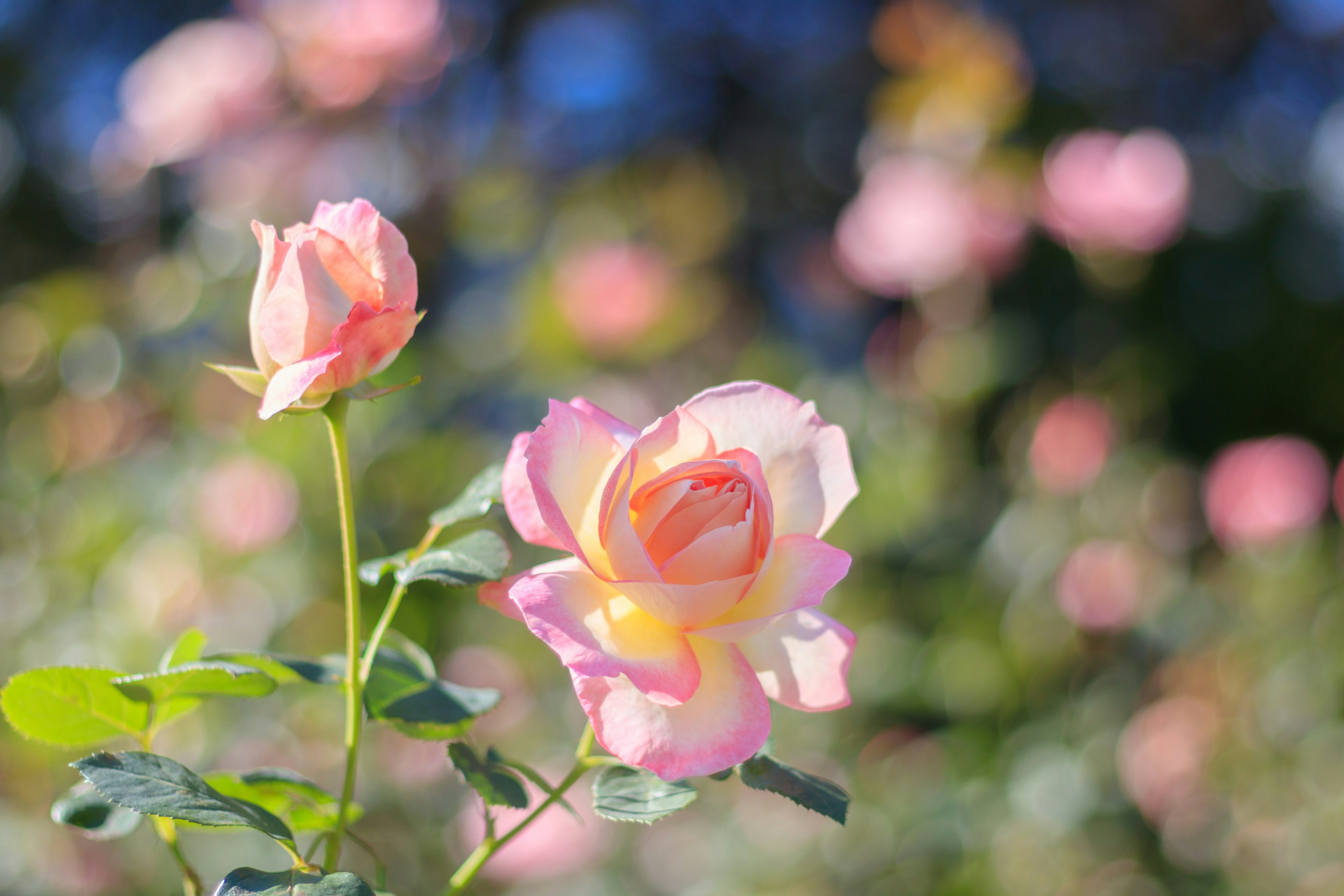 Bella scena di giardino con fiori di rosa rosa pallido e gemme in fiore