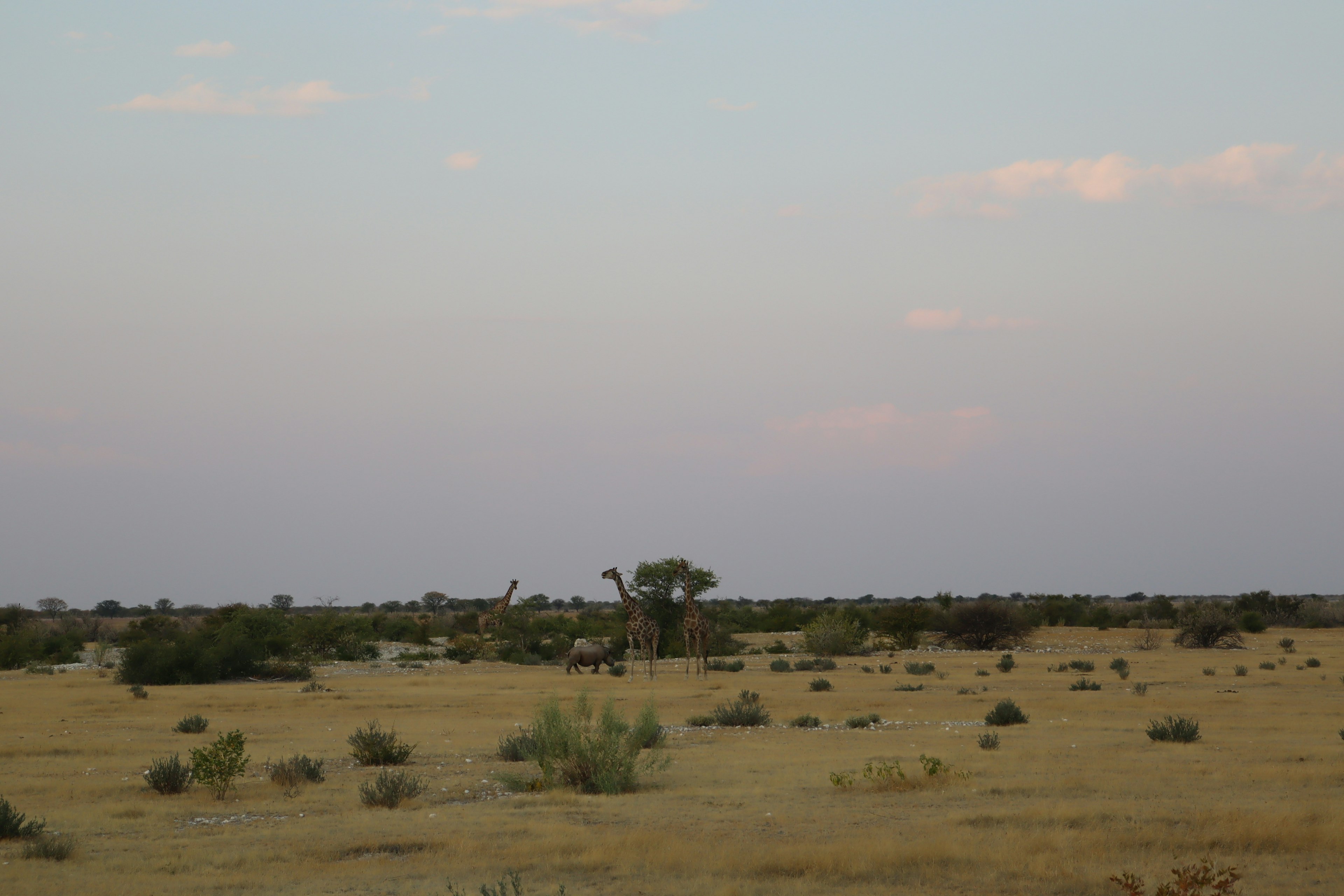 Vaste prairie avec des buissons et des arbres dispersés