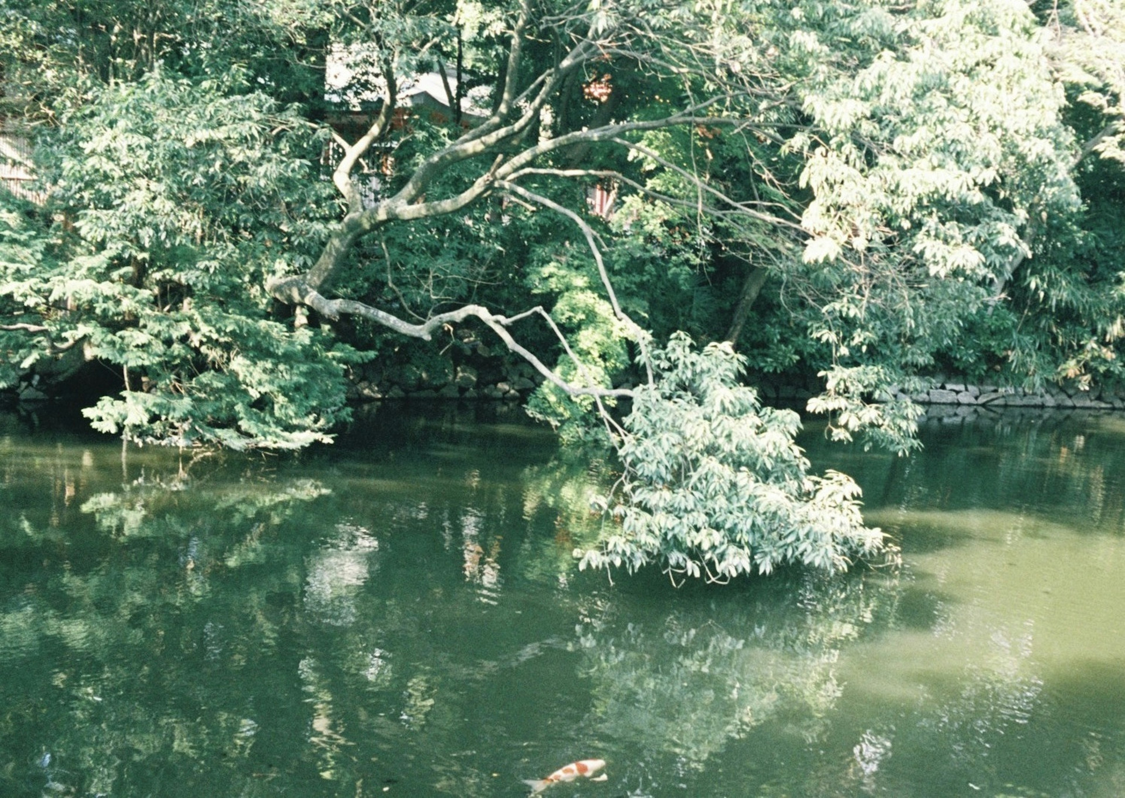 水面に映る緑の木々と静かな水辺の風景