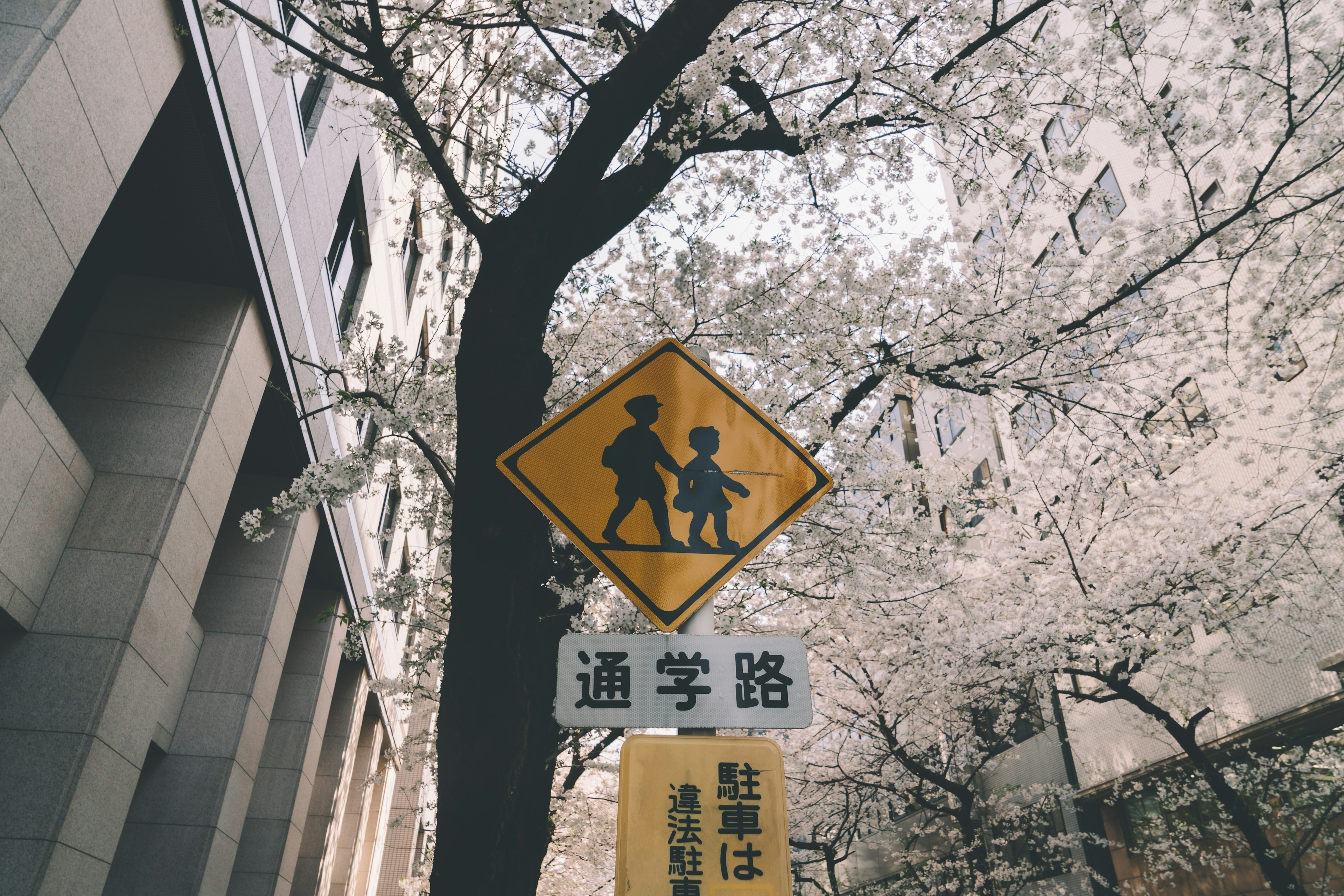 School zone sign amidst blooming cherry blossoms