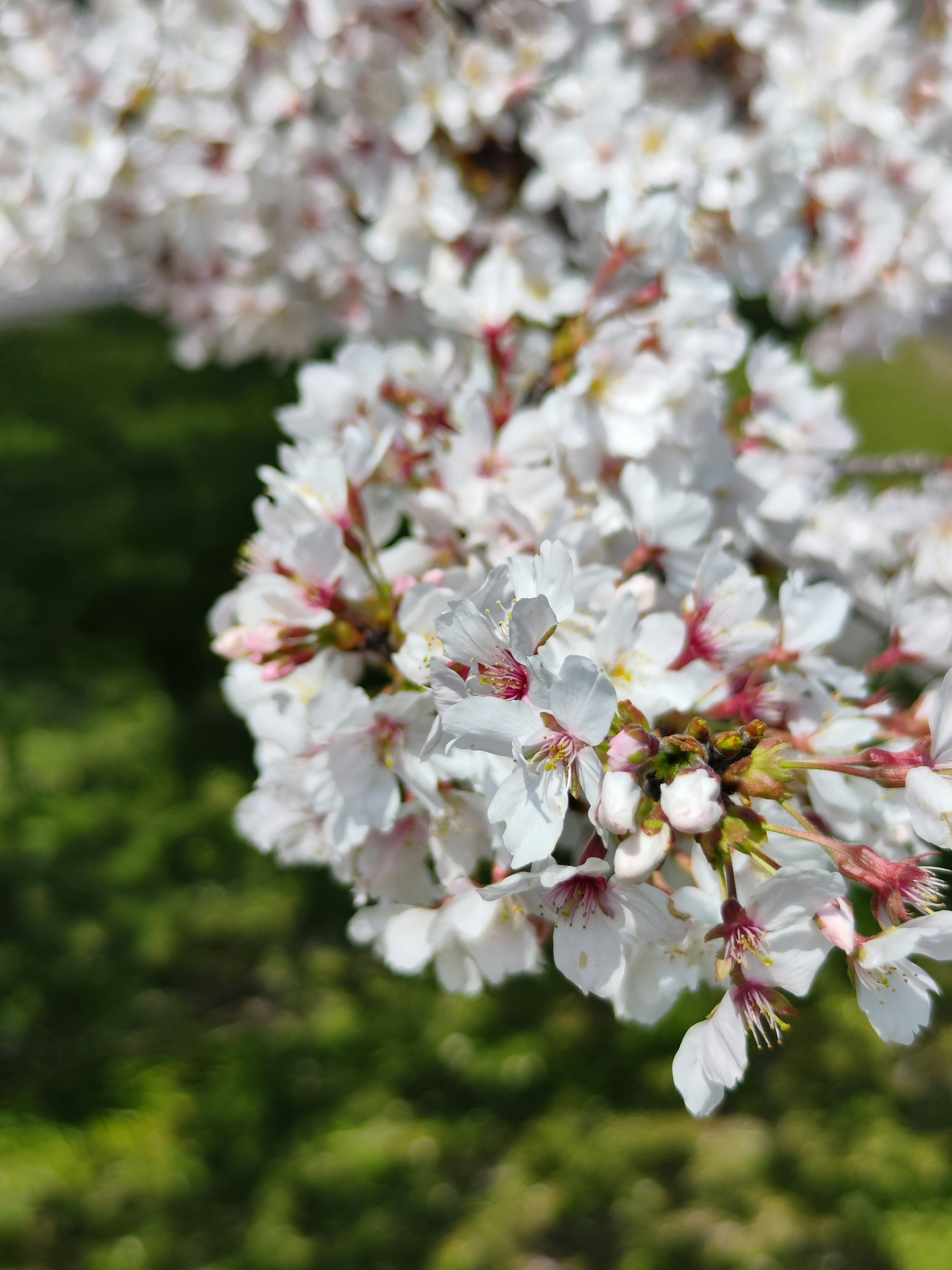 Bunga sakura mekar penuh dengan kelopak putih yang khas