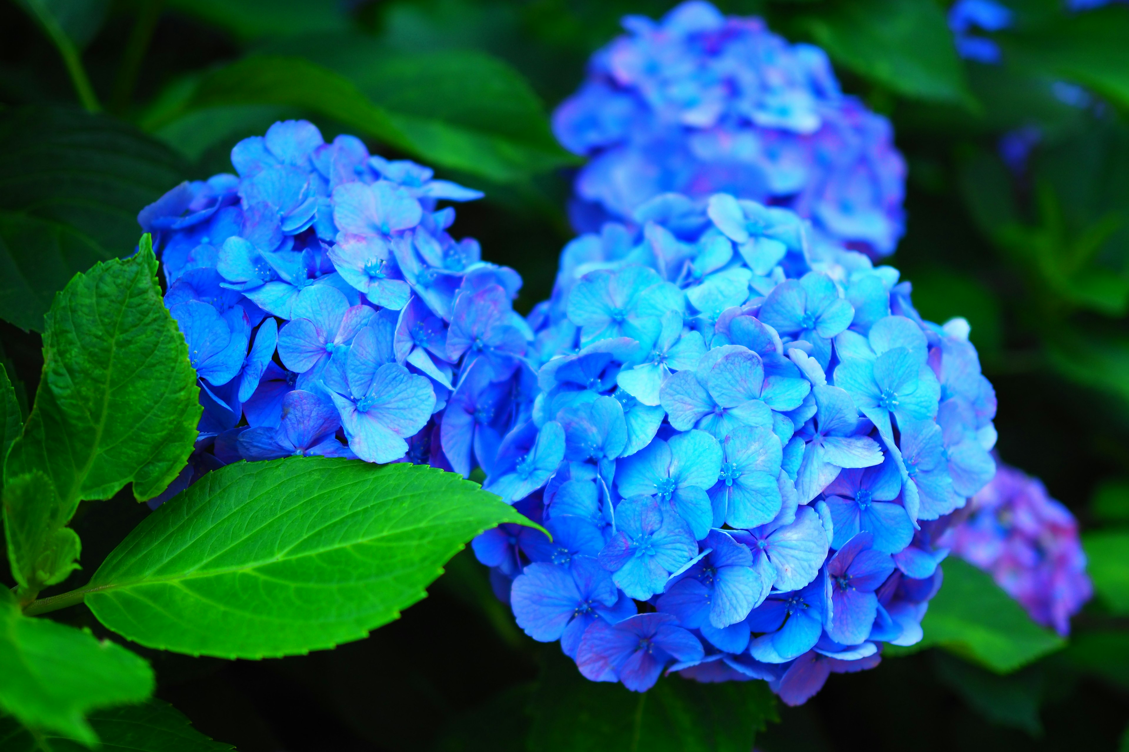 Blue hydrangea flowers with green leaves