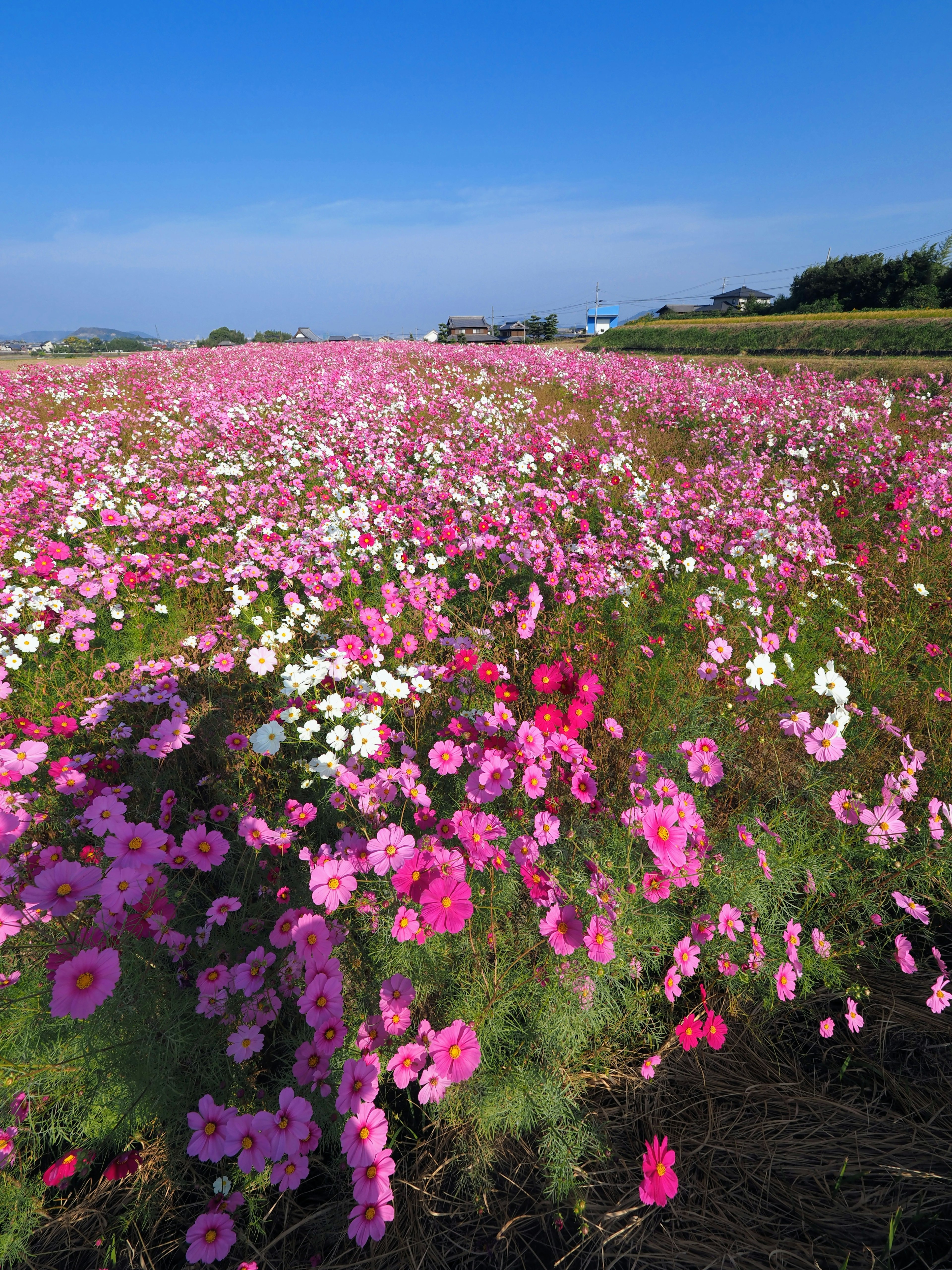 Vasto campo di fiori rosa sotto un cielo blu chiaro